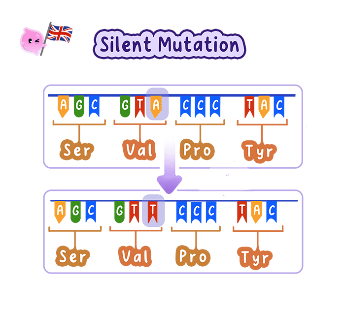 A base substitution that leaves the encoded amino acid unchanged, showing why some mutations do not alter phenotype.