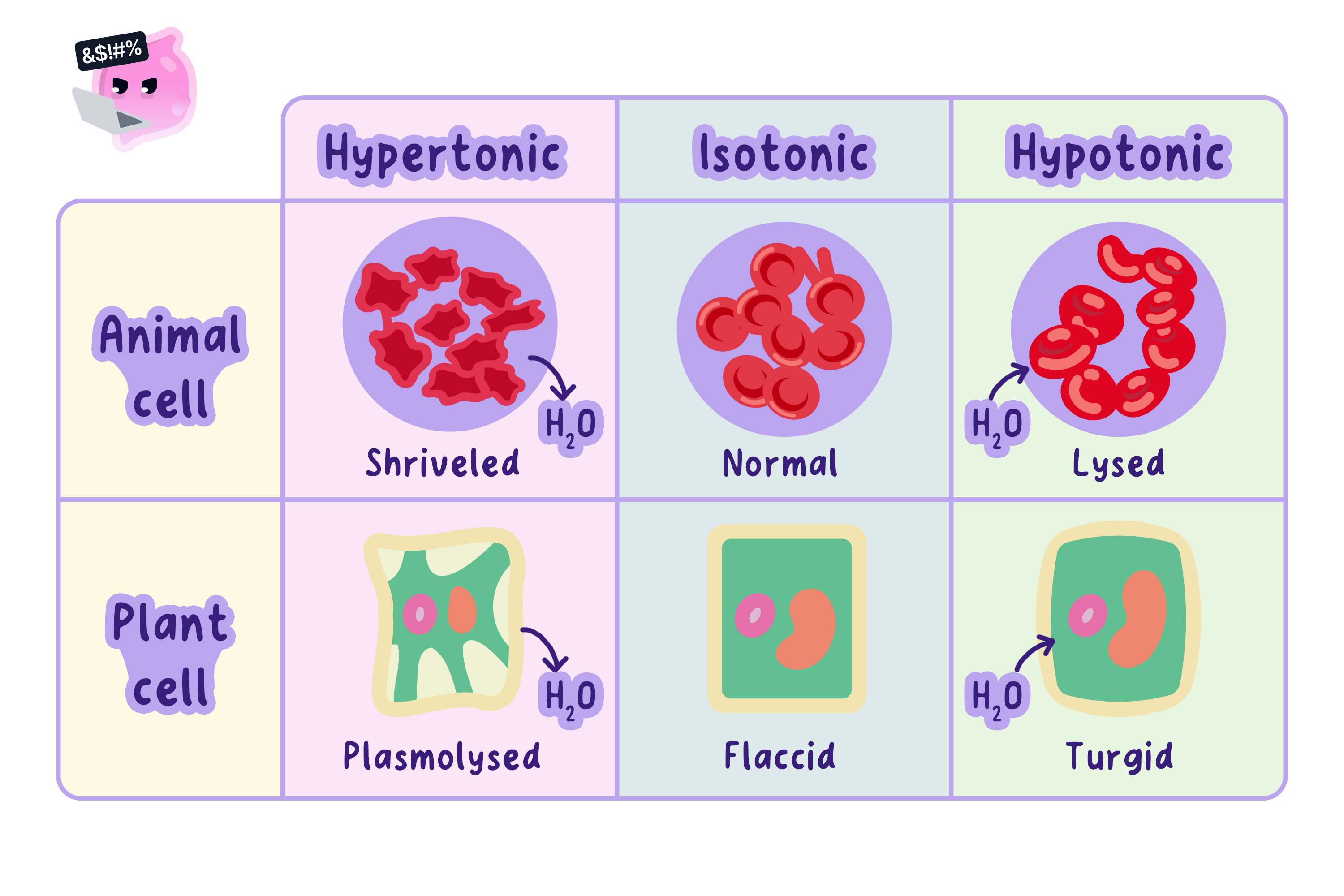 A table comparing the effects of osmosis on animal and plant cells in hypertonic, isotonic, and hypotonic solutions. It shows animal cells shriveling or lysing, and plant cells becoming plasmolysed, flaccid, or turgid.
