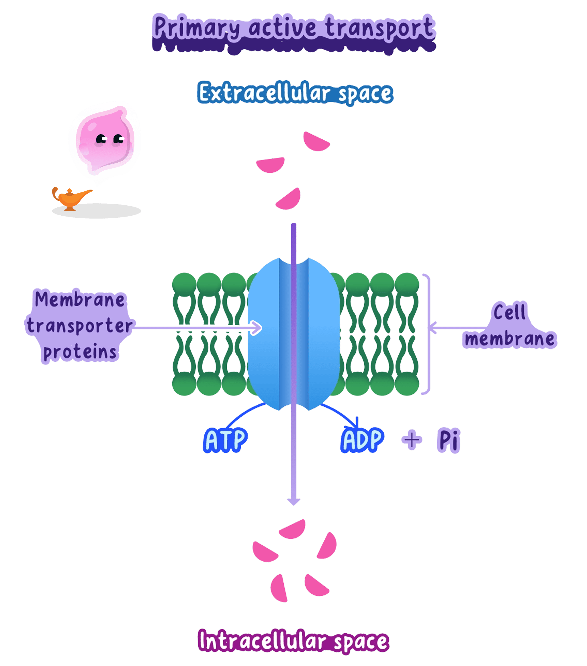A diagram showing primary active transport across a cell membrane. A membrane transporter protein uses energy from ATP (which is converted to ADP and Pi) to move molecules from the extracellular space to the intracellular space against their concentration gradient.