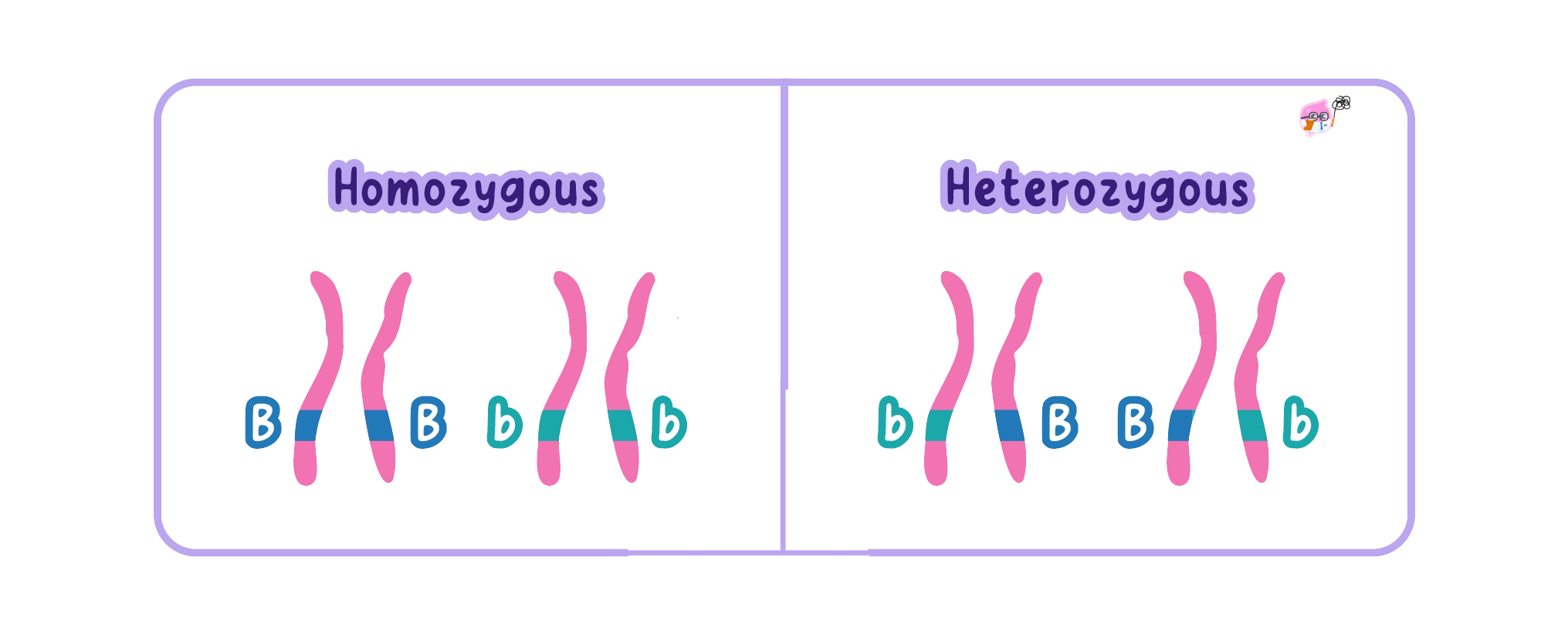 A diagram comparing homozygous and heterozygous allele pairs on homologous chromosomes. The homozygous side shows pairs with identical alleles (BB and bb), while the heterozygous side shows pairs with different alleles (Bb).
