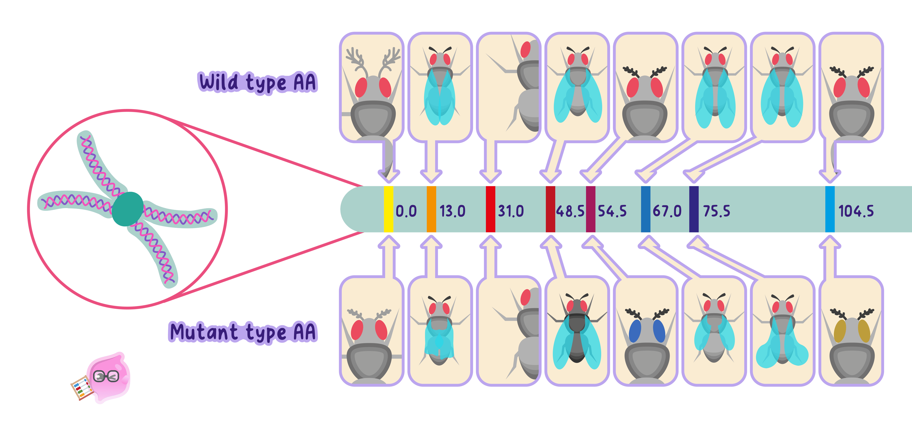 A chromosome carrying many genes at fixed positions, matching the idea that Mendel's units are genes located on chromosomes.
