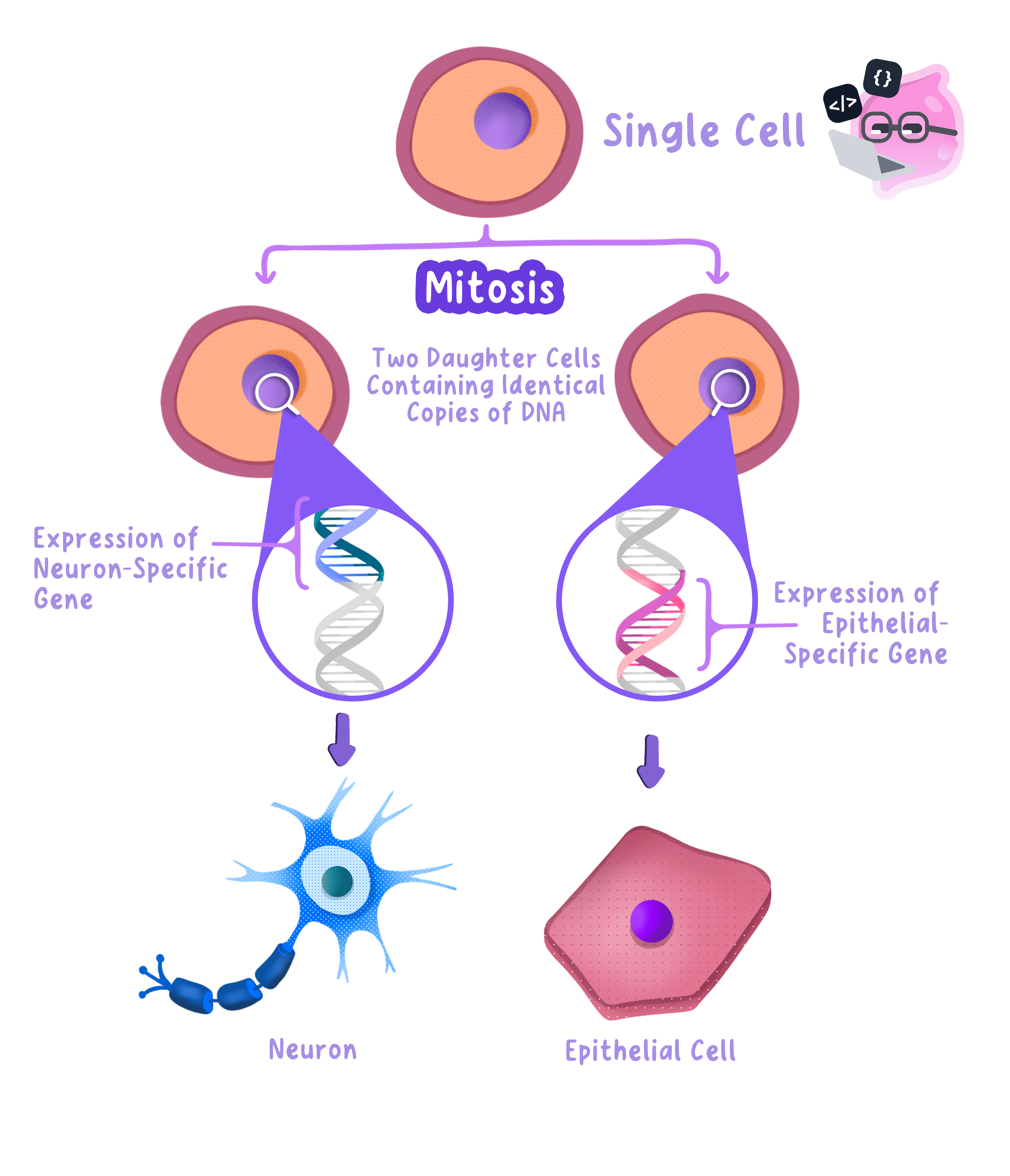 One cell divides by mitosis into two genetically identical daughter cells, which then differentiate into a neurone and an epithelial cell because each switches on a different set of genes.