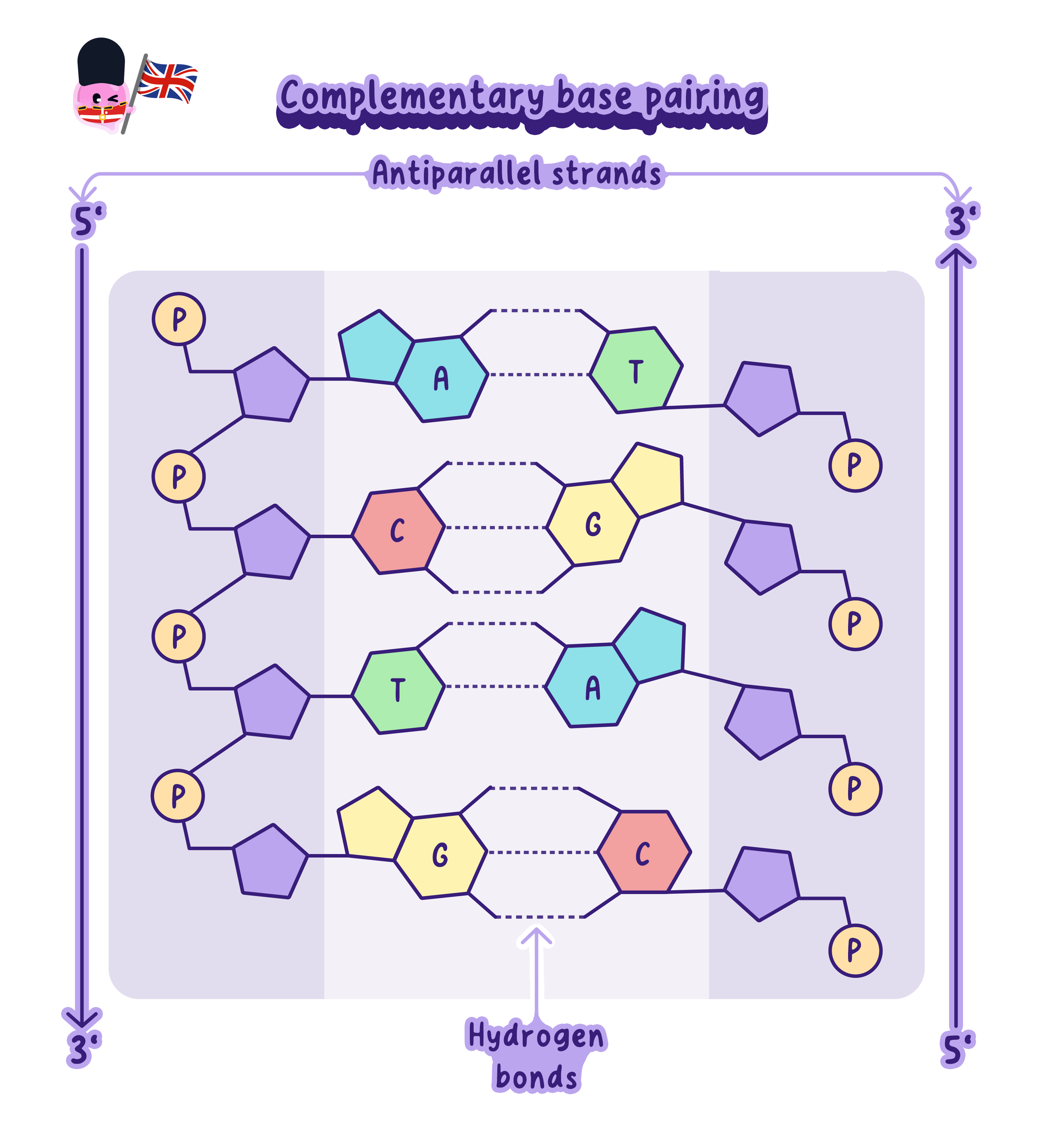 DNA drawn as a double helix, with the two coiled strands held together by complementary base pairs joined by weak hydrogen bonds.