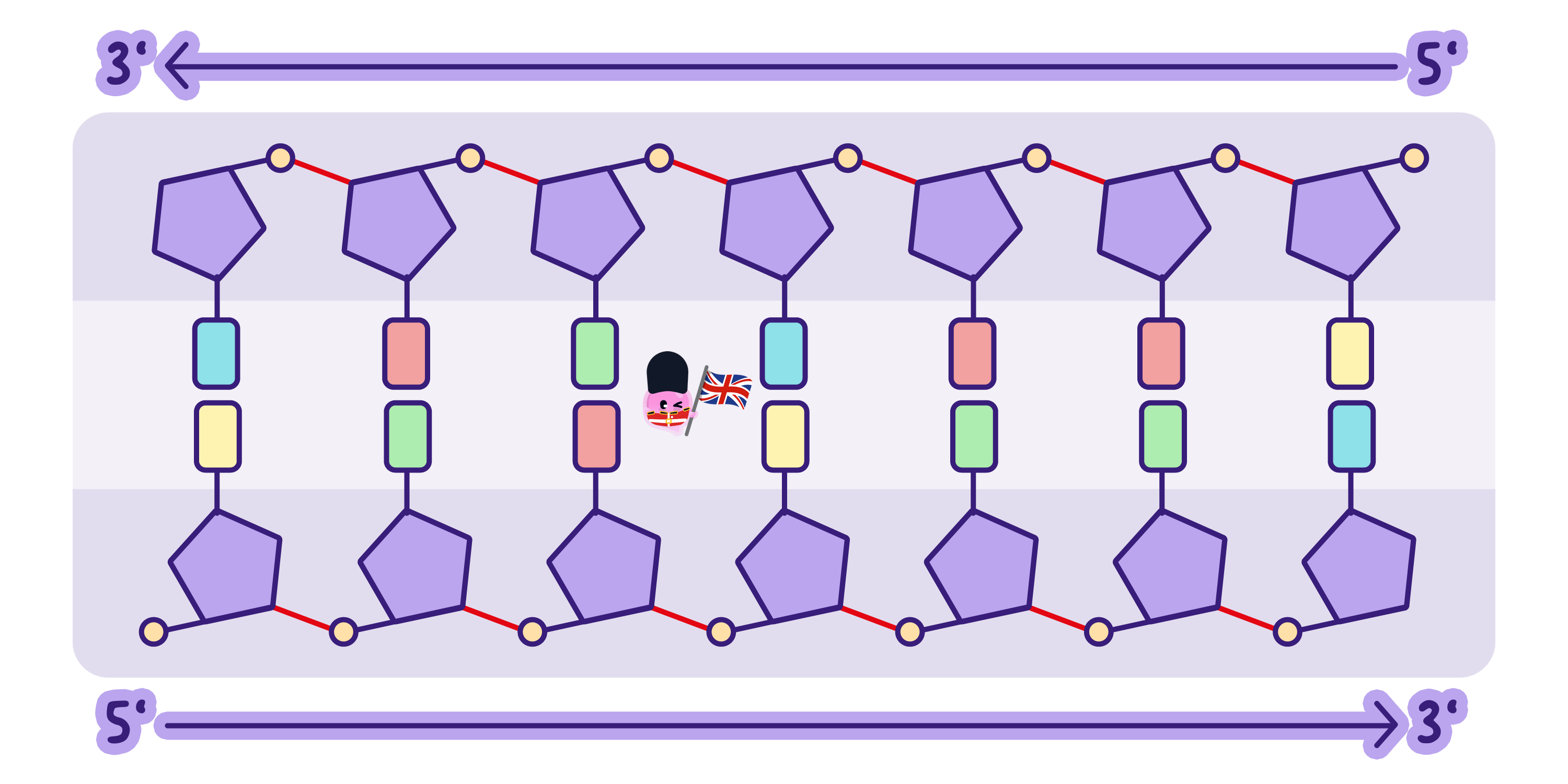 The two strands of a DNA molecule drawn flat, showing that they run in opposite directions to each other.