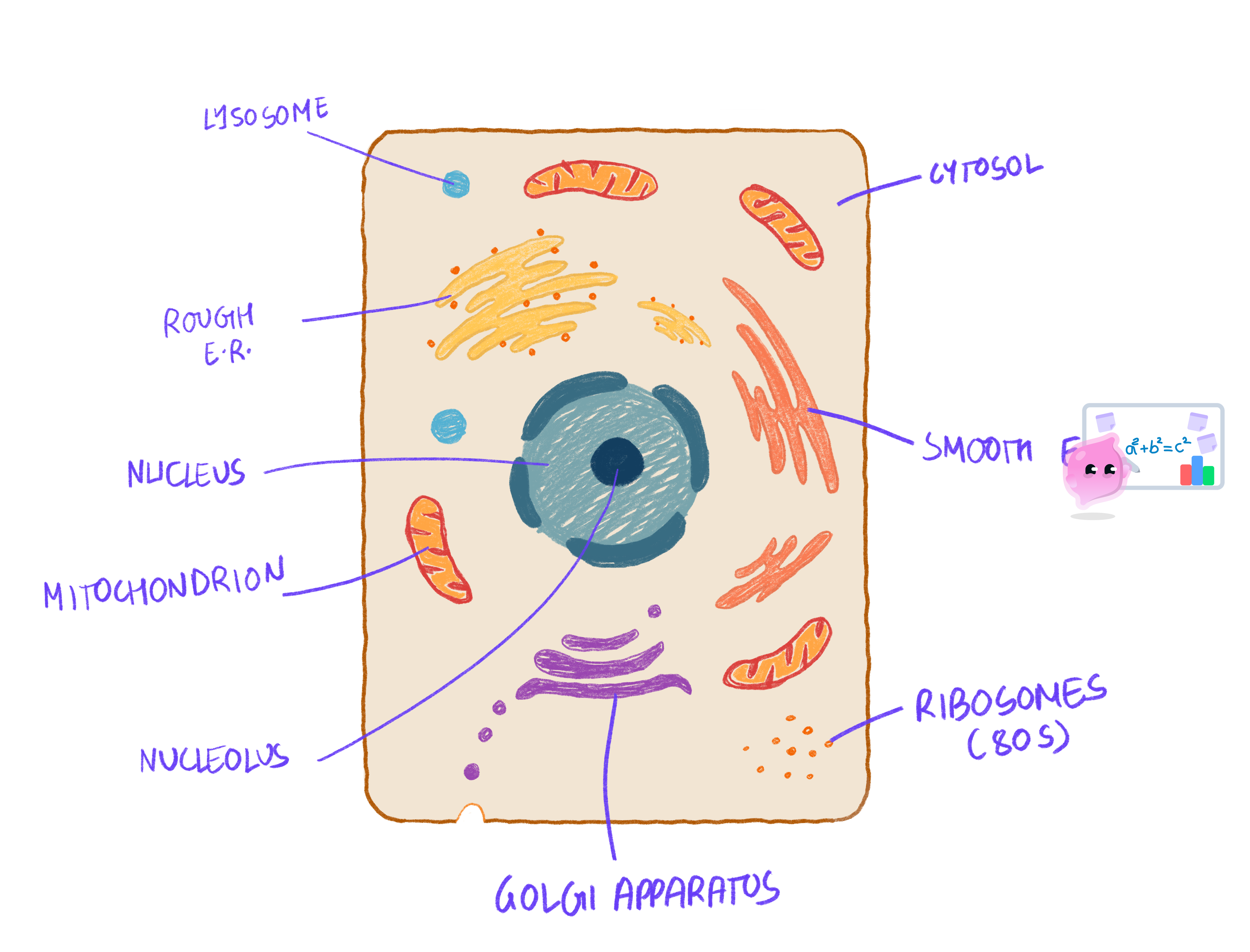A detailed, labelled biological drawing of an animal cell showing its sub-cellular structures, including the nucleus, mitochondria, ribosomes, endoplasmic reticulum, and Golgi apparatus.