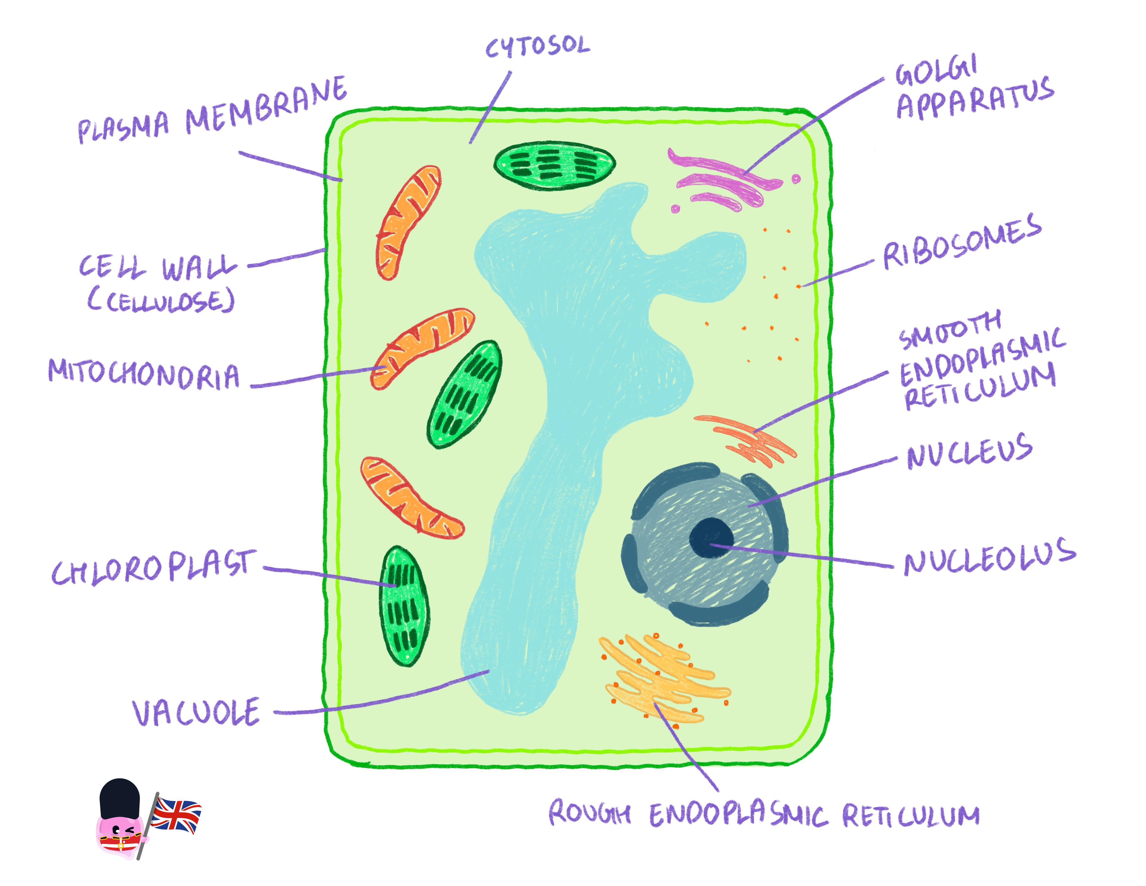 A detailed, labelled biological drawing of a plant cell showing structures including the cell wall, chloroplasts, large central vacuole, nucleus, and mitochondria.