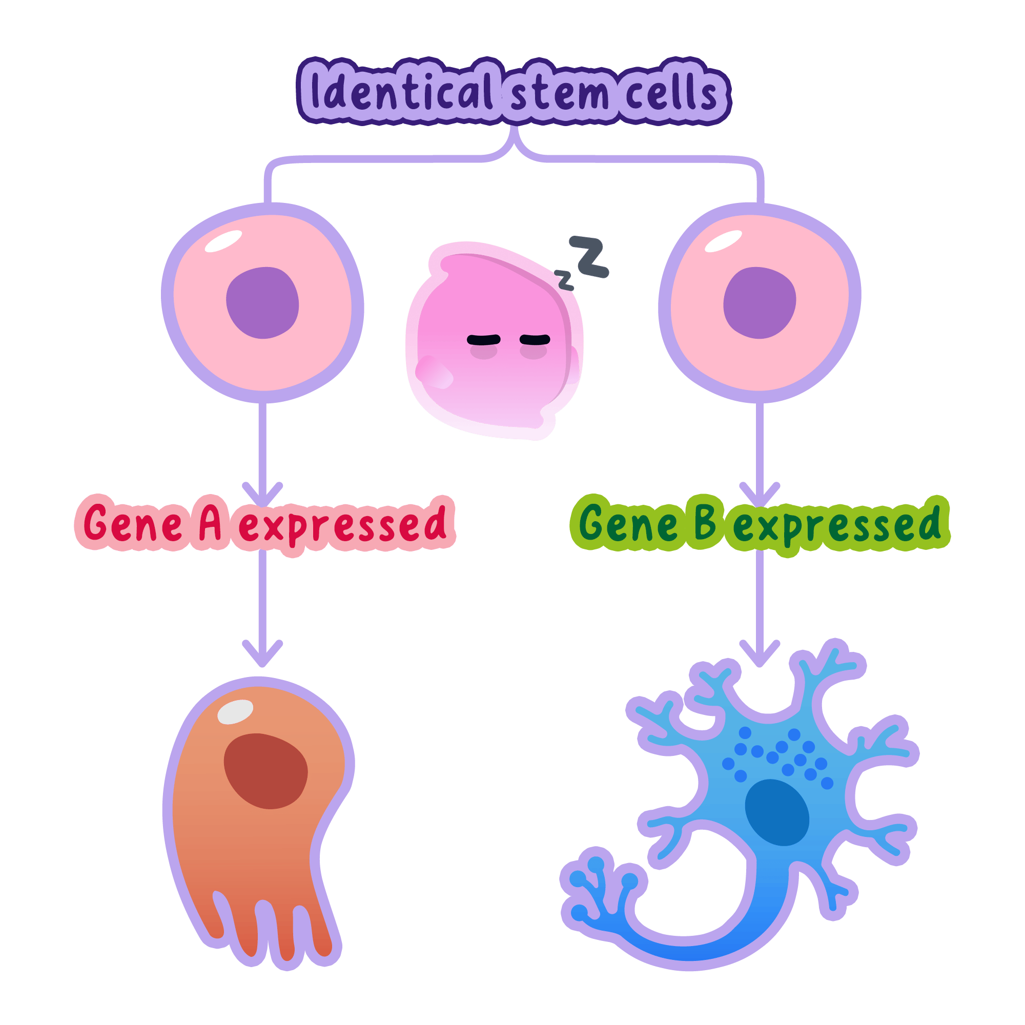 A diagram showing how identical stem cells differentiate into different specialised cells, such as a muscle cell and a nerve cell, through the expression of different genes.
