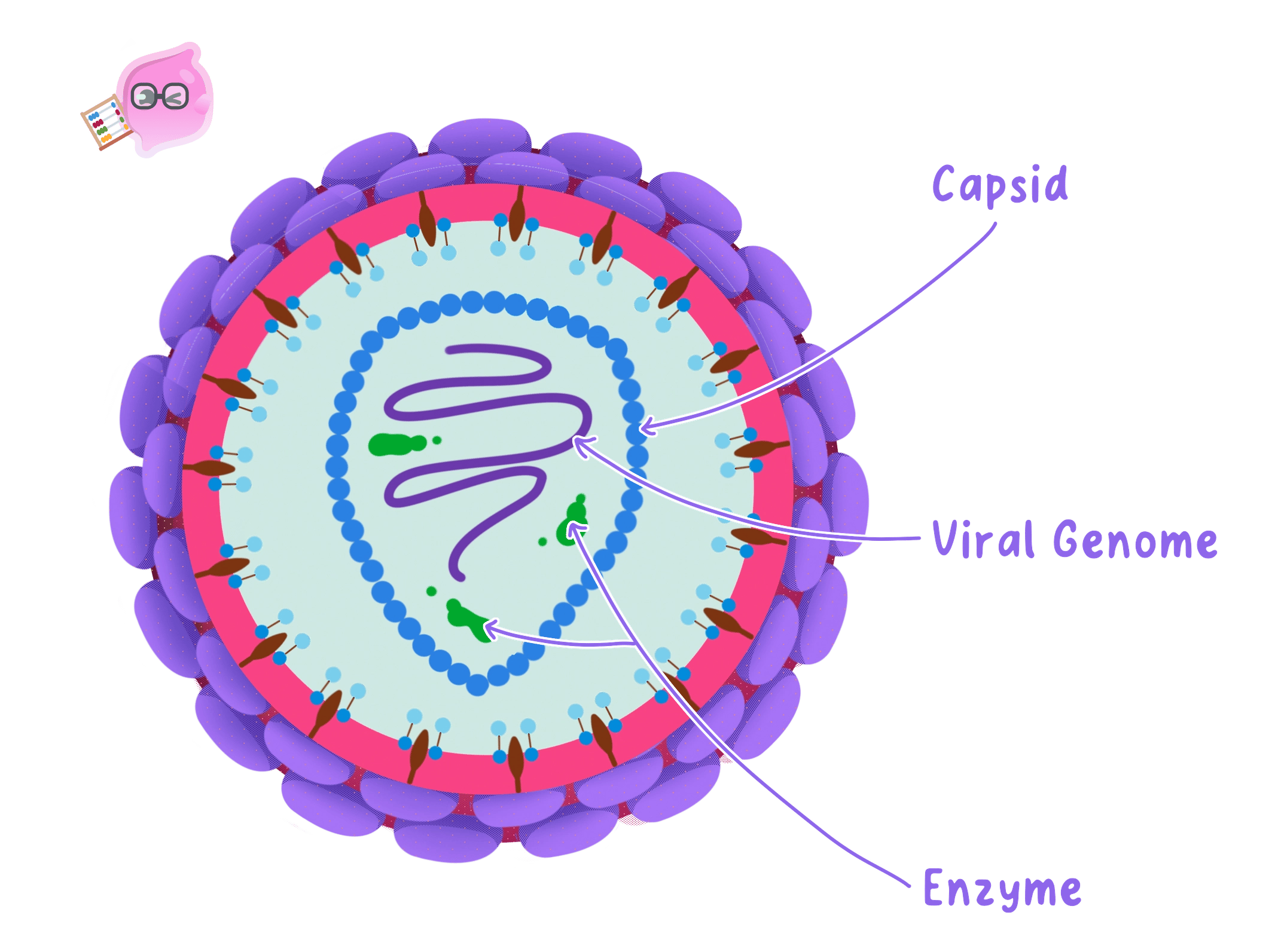 A virus showing genetic material enclosed by a protein capsid.