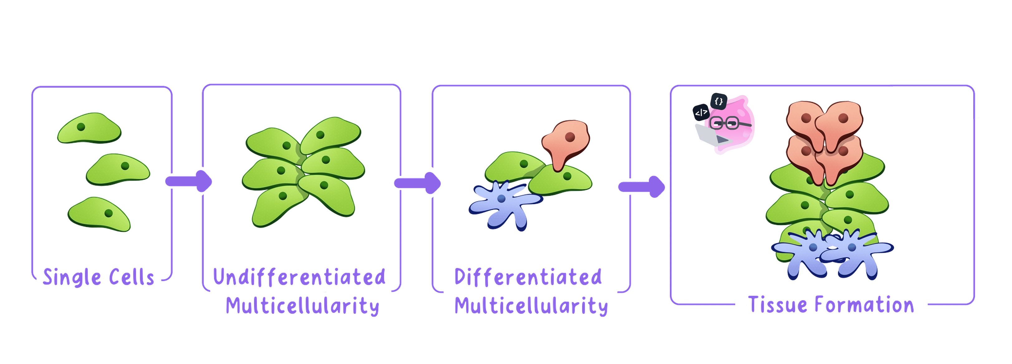 A diagram showing the progression from single cells to tissue formation. It illustrates four stages: single cells, undifferentiated multicellularity, differentiated multicellularity, and tissue formation.