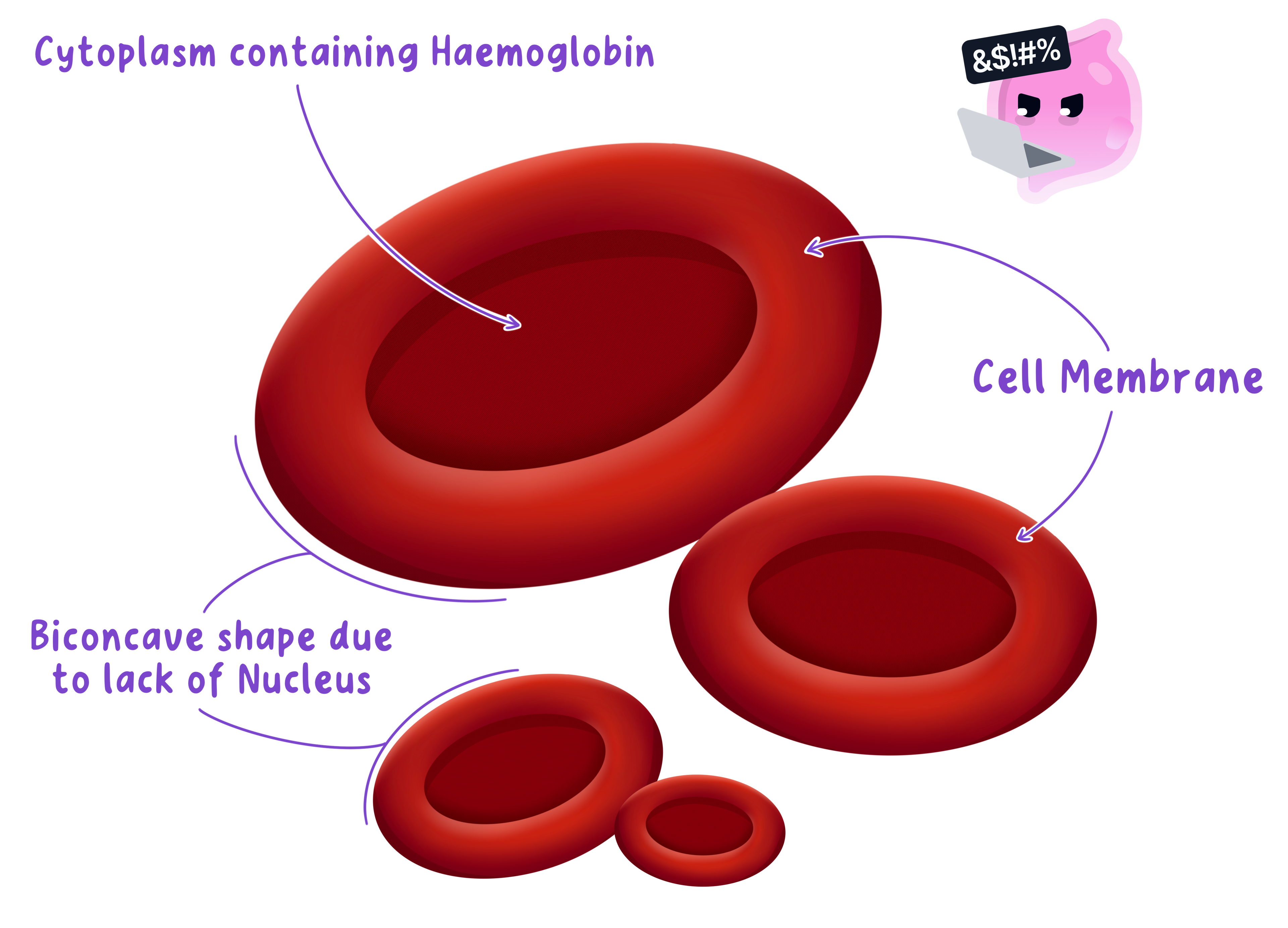 A diagram of red blood cells showing their biconcave disc shape, which is due to the lack of a nucleus. Labels indicate the cell membrane and the cytoplasm containing haemoglobin.
