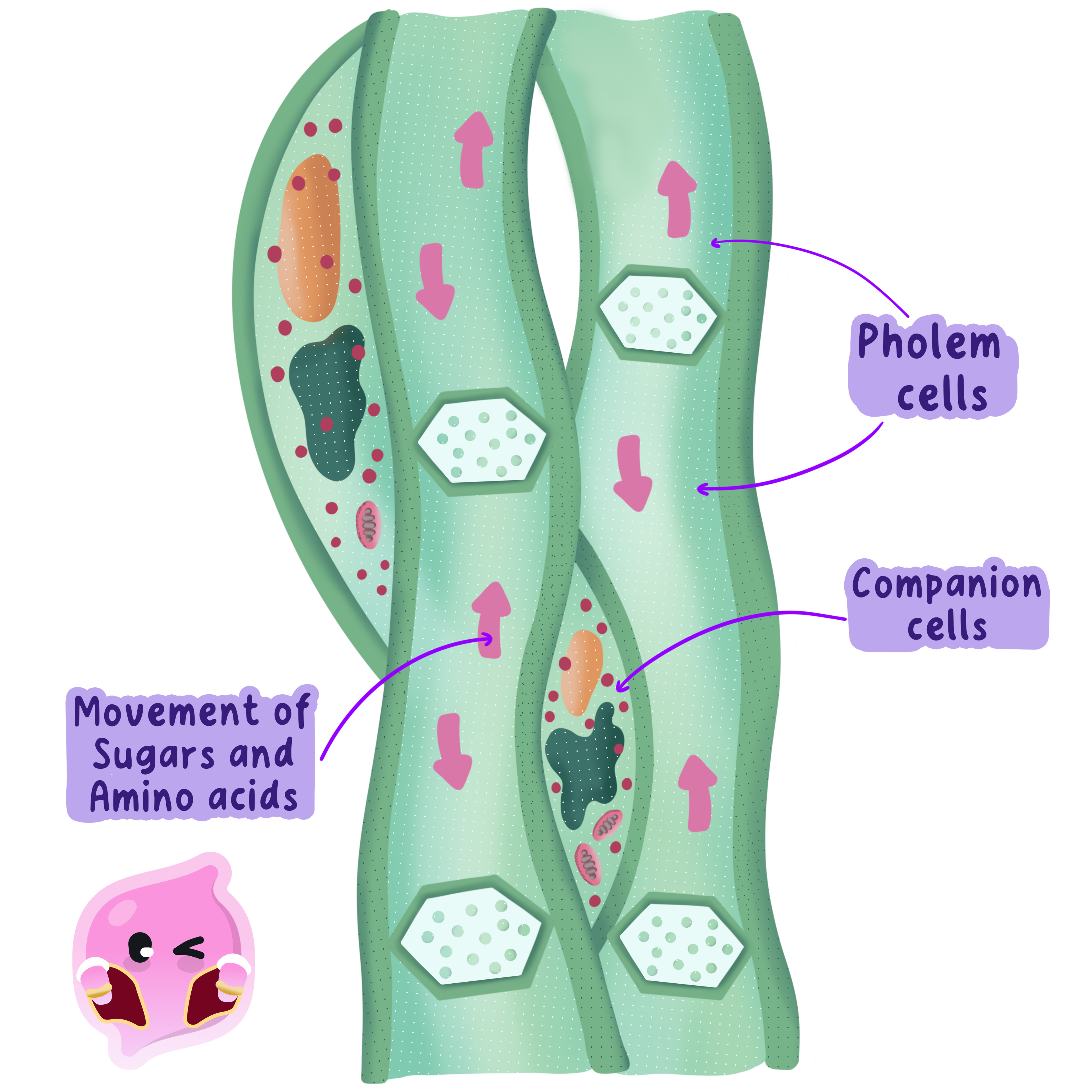 A diagram of phloem tissue showing sieve tube elements (phloem cells) with sieve plates and adjacent companion cells. Arrows indicate the bidirectional movement of sugars and amino acids through the sieve tubes.