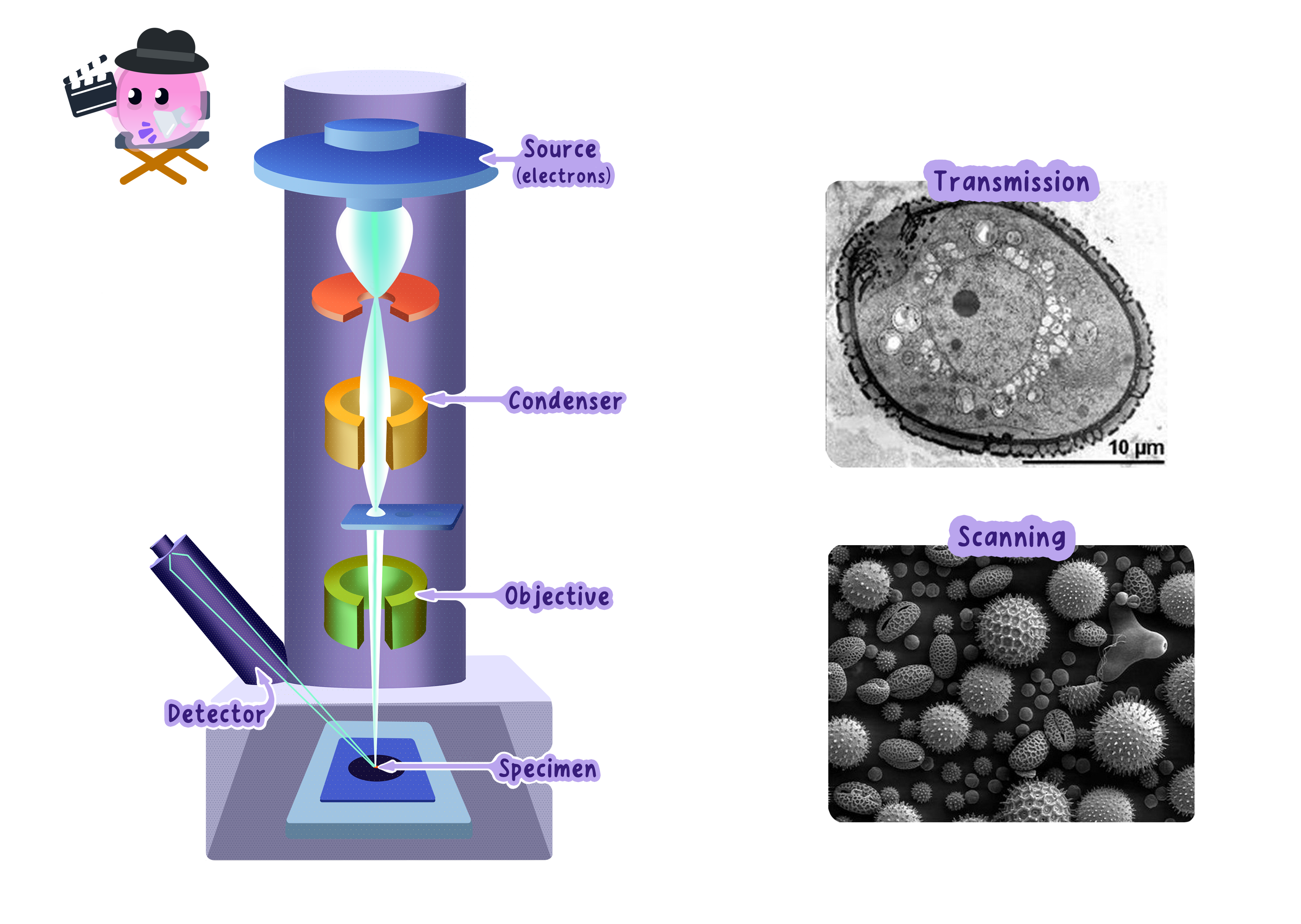 A diagram of an electron microscope showing the electron source, condenser and objective lenses, and detector. It includes a transmission electron micrograph (TEM) of a cell's internal structure and a scanning electron micrograph (SEM) of pollen grains.