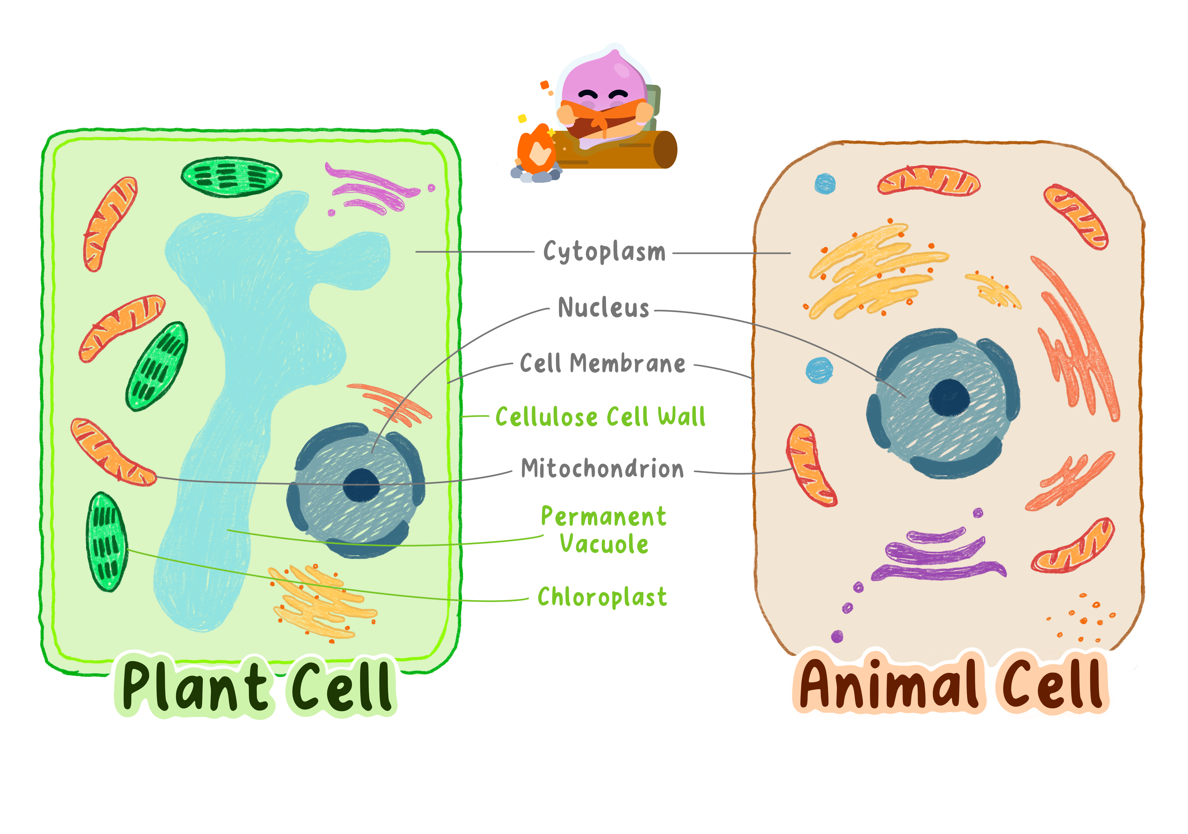 A comparison of a plant cell and an animal cell, showing the cellulose cell wall, permanent vacuole and chloroplasts that only the plant cell has.
