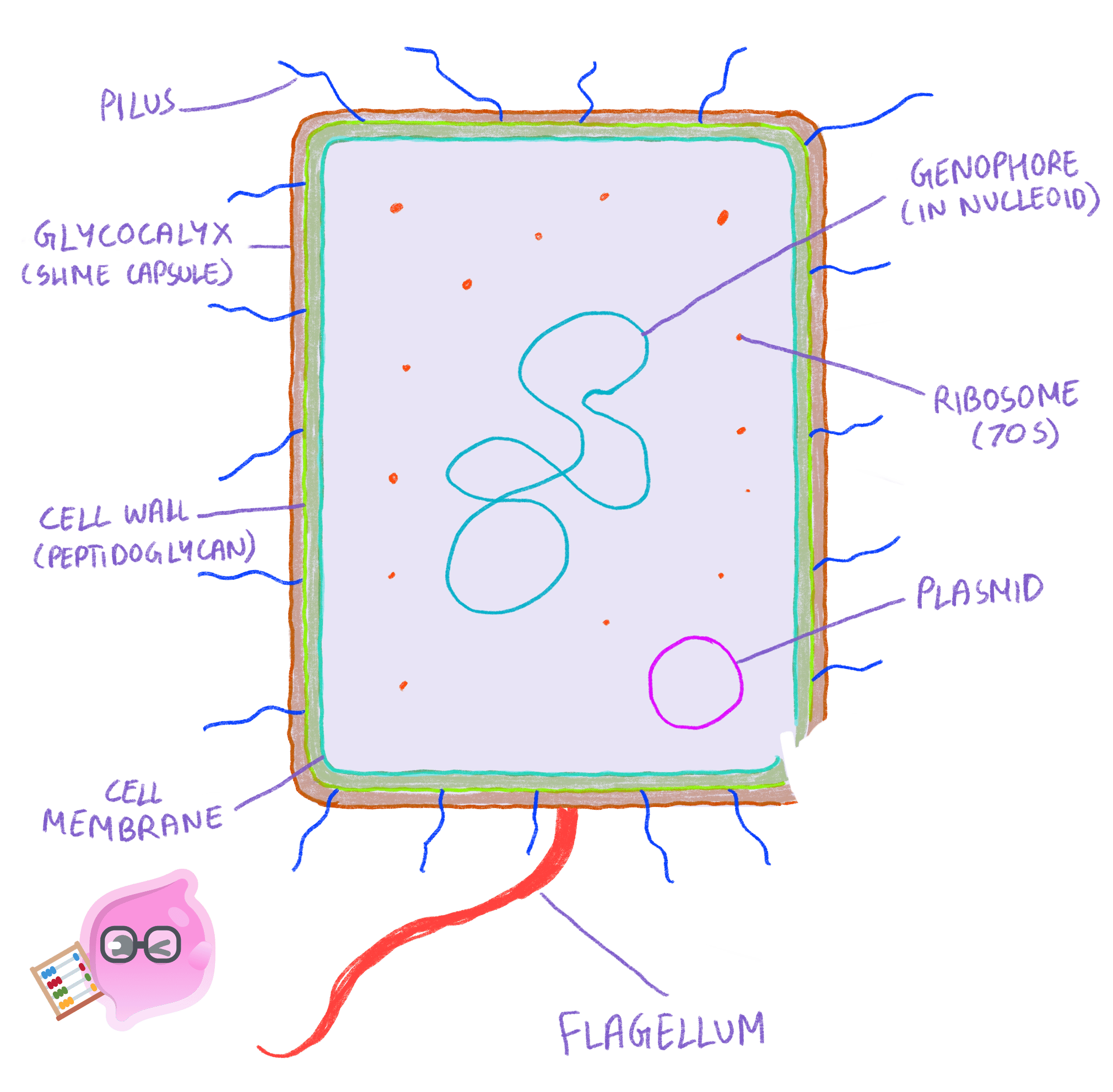A diagram of a prokaryotic cell showing the cell wall, cell membrane, slime capsule, flagellum, pili, 70S ribosomes, a single loop of DNA (genophore), and a plasmid.