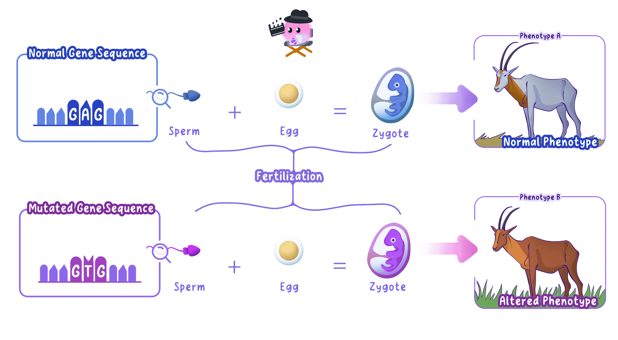 Different alleles in the gametes give offspring different phenotypes, providing the genetic variation that natural selection acts on.