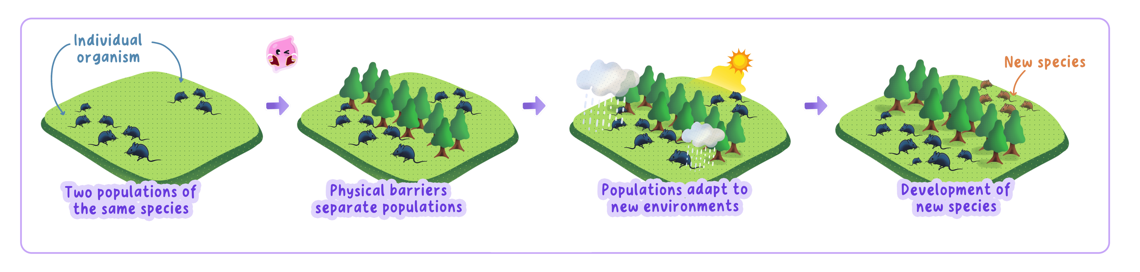 One species split by a barrier into two populations that adapt separately until they can no longer interbreed, forming two new species.
