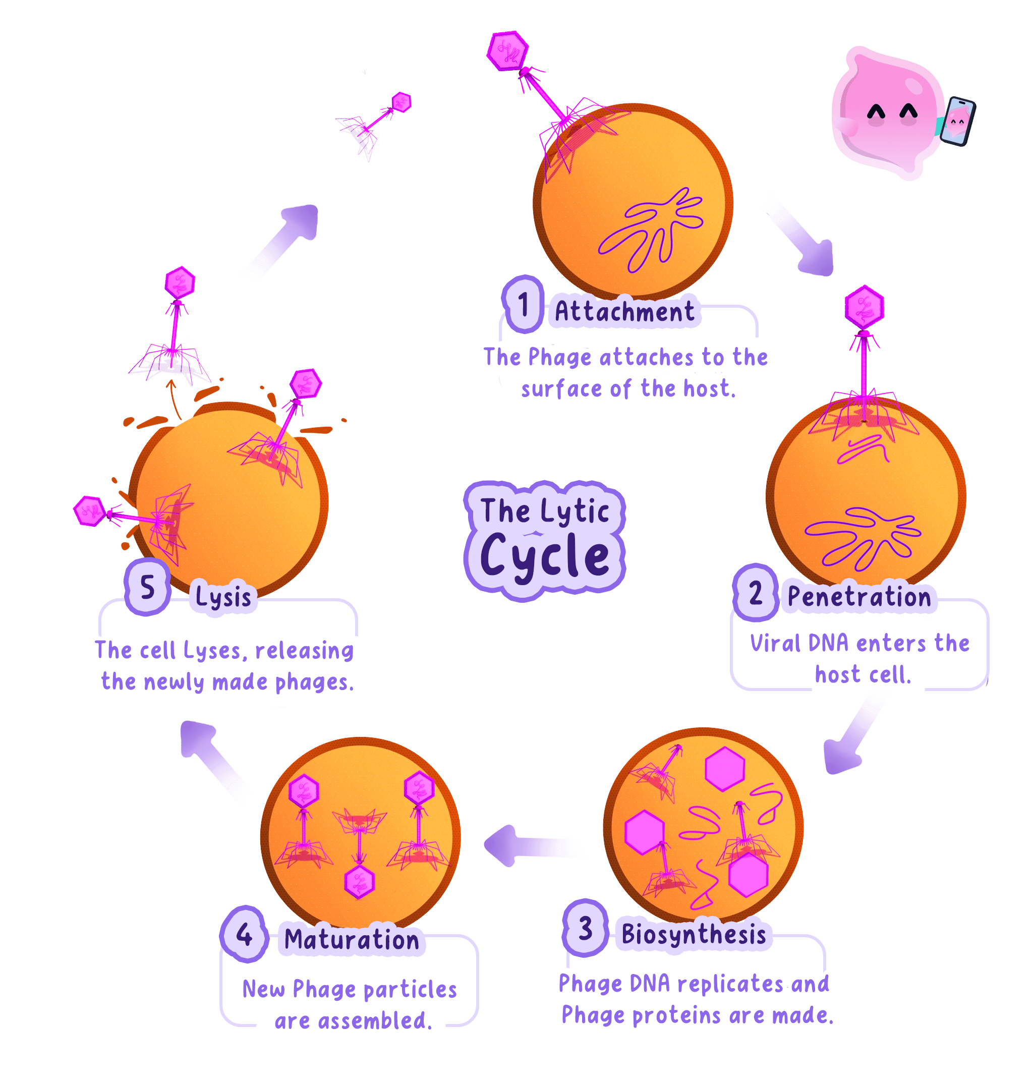 The lytic pathway from viral attachment and entry to assembly and lysis of the host cell.