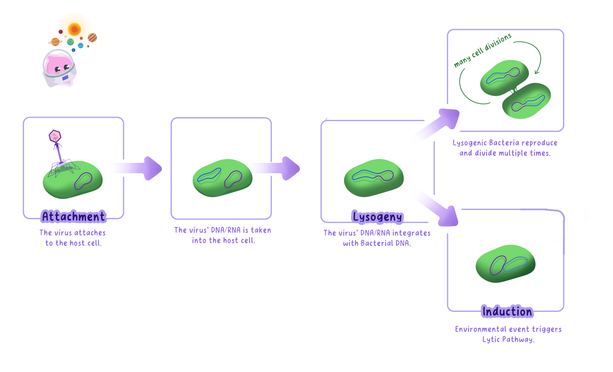 The lysogenic pathway showing viral genetic material copied with host DNA before entering the lytic pathway.