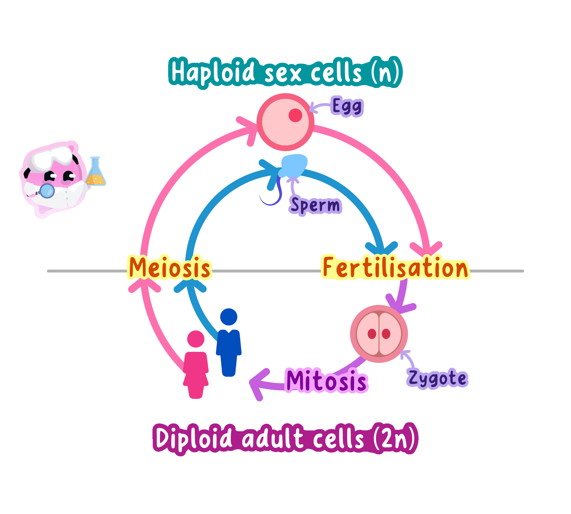 The human life cycle: meiosis makes haploid gametes with 23 chromosomes, which fuse at fertilisation into a diploid zygote with 46 that grows by mitosis into an adult.