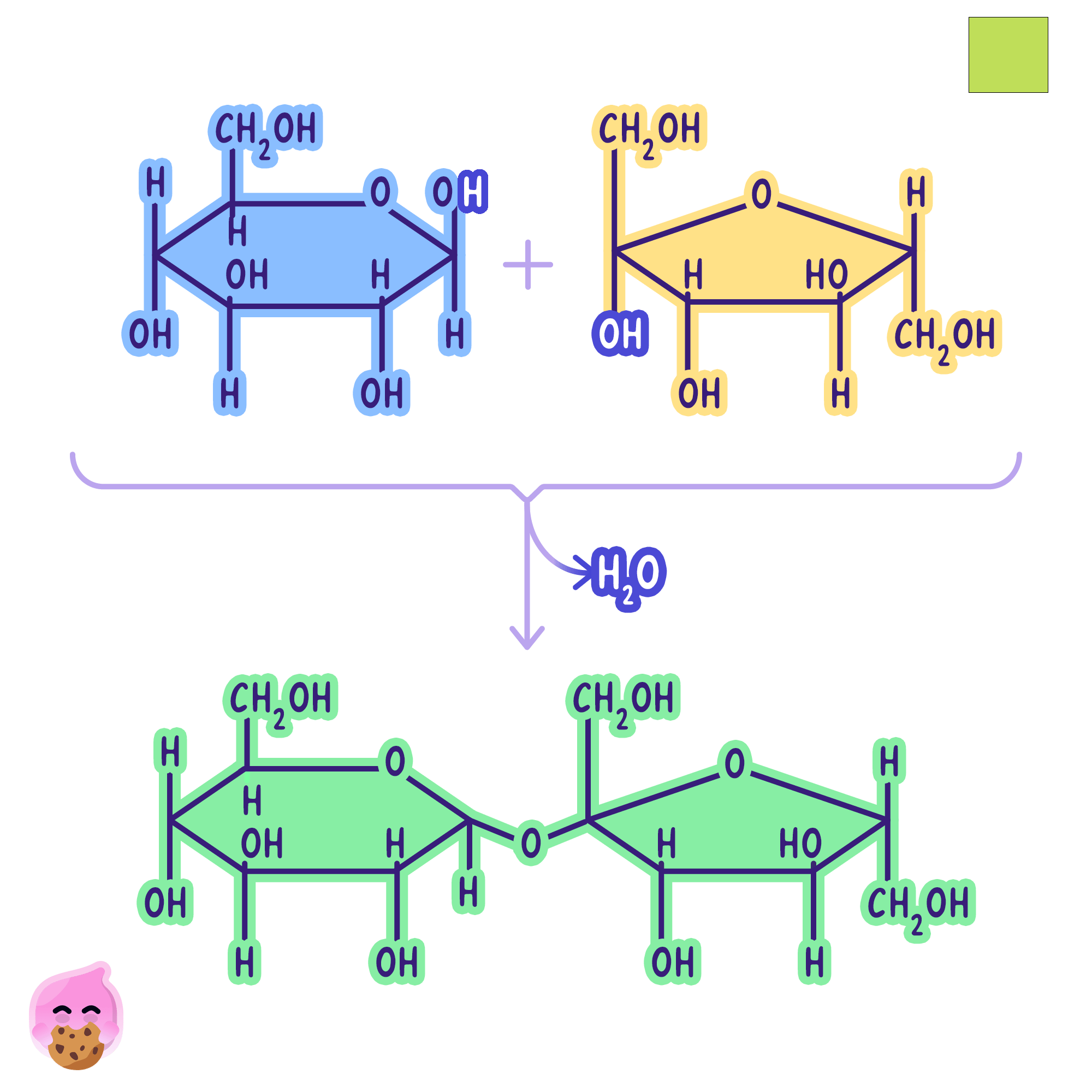 A chemical diagram showing a condensation reaction (dehydration synthesis) between two monosaccharides (glucose and fructose) to form a disaccharide (sucrose). A water molecule (H2O) is released as a glycosidic bond forms between the two sugar rings.