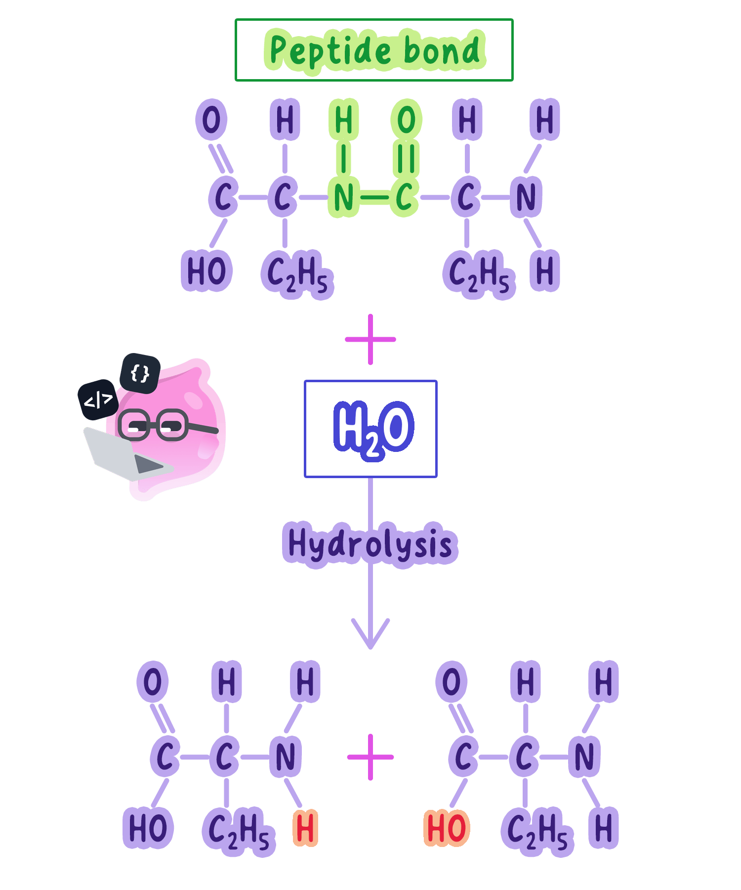 A chemical diagram showing the hydrolysis of a protein (dipeptide) during digestion. A water molecule is added to break the peptide bond between two amino acids, resulting in two separate amino acid molecules.