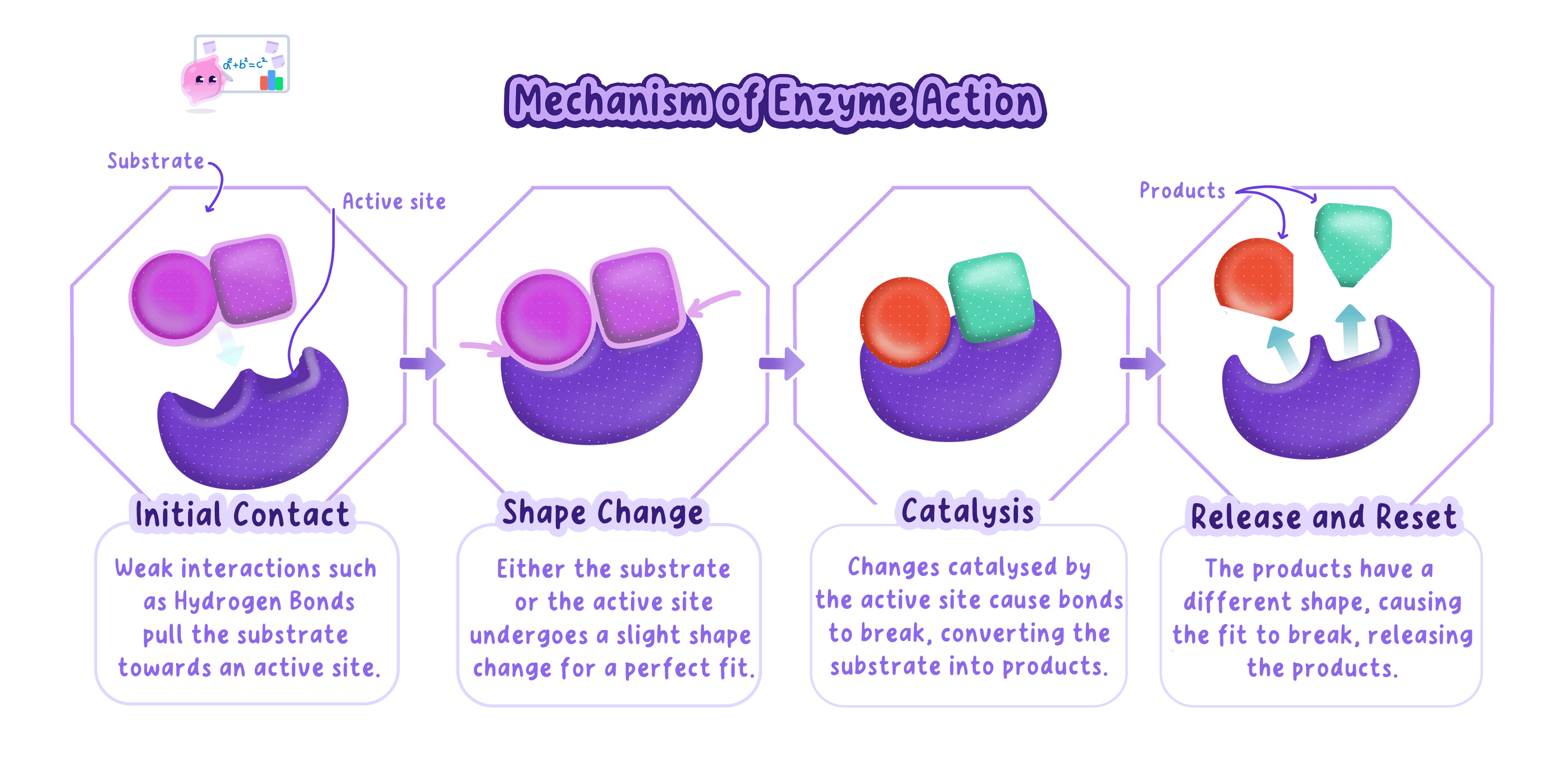 The lock and key model of enzyme action, showing a substrate binding to the active site to form an enzyme-substrate complex, then the products leaving the unchanged enzyme.