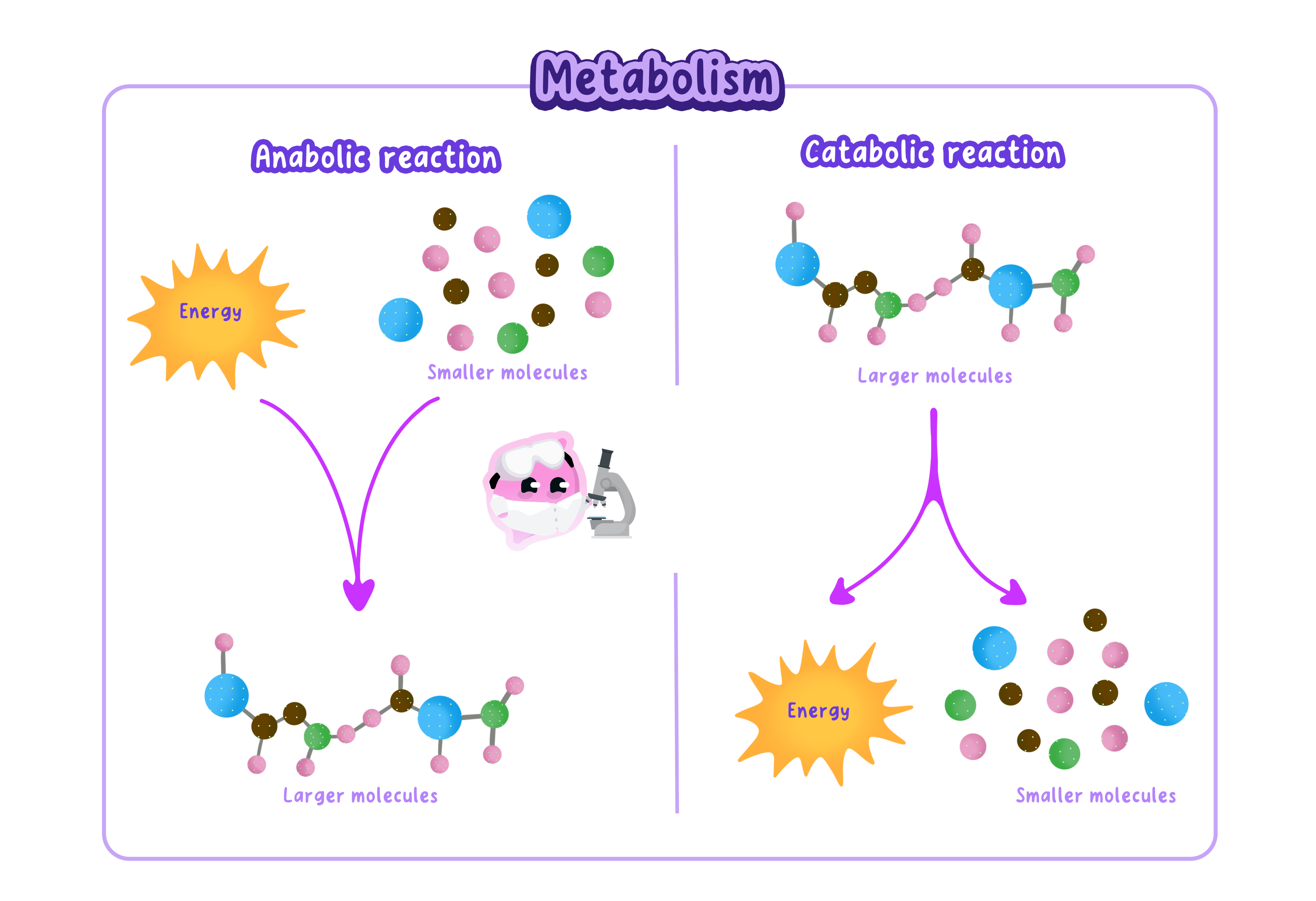 A diagram titled Metabolism, showing anabolic and catabolic reactions. An anabolic reaction uses energy to join smaller molecules into a larger molecule. A catabolic reaction breaks a larger molecule down into smaller molecules, releasing energy.