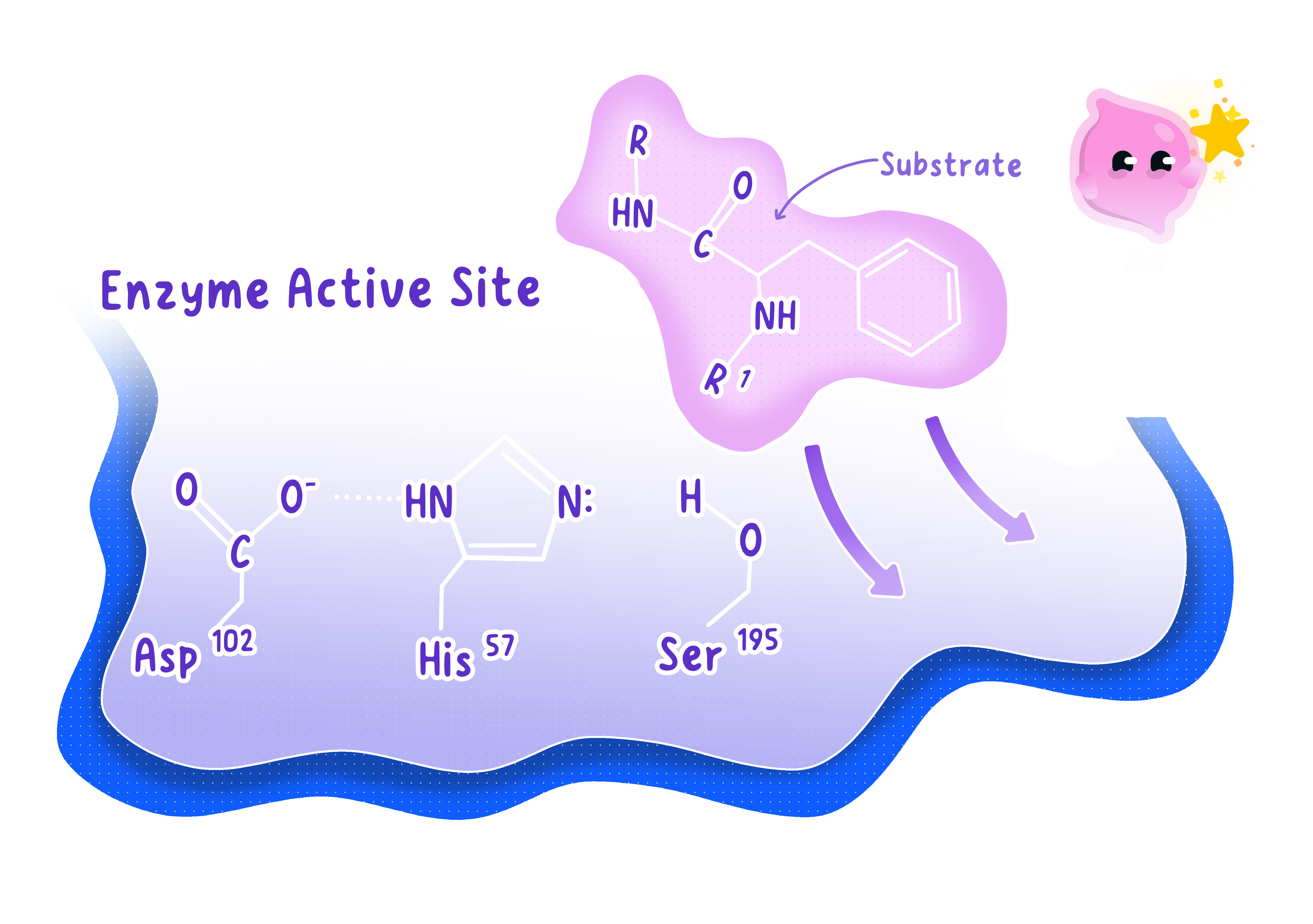 A molecular diagram of an enzyme's active site showing specific amino acid residues (Asp 102, His 57, and Ser 195) interacting with a substrate molecule.