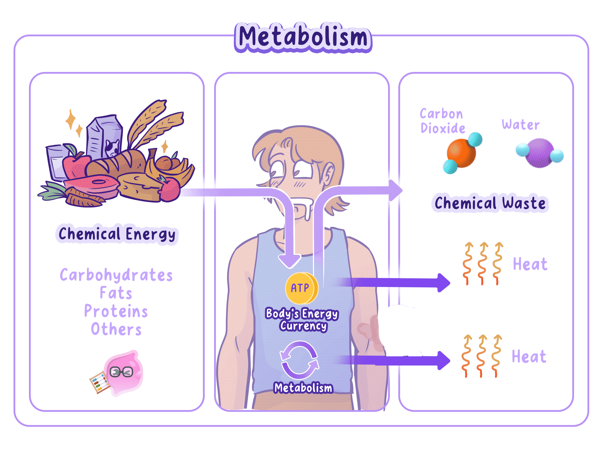An overview of energy generation in metabolism, showing how chemical energy from food is converted into ATP and heat, with carbon dioxide and water produced as chemical waste.