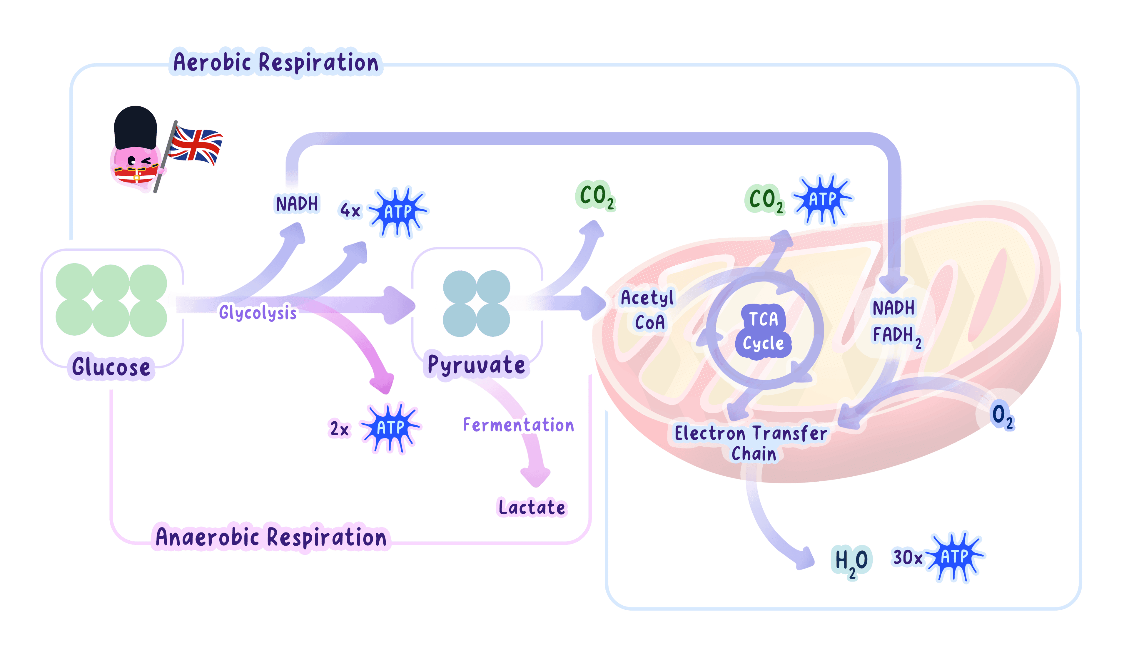 A diagram comparing aerobic and anaerobic respiration. Both start with glycolysis in the cytoplasm. Aerobic respiration continues in the mitochondria, using oxygen to produce CO2, water, and a high ATP yield. Anaerobic respiration occurs in the cytoplasm, producing lactate and a low ATP yield.