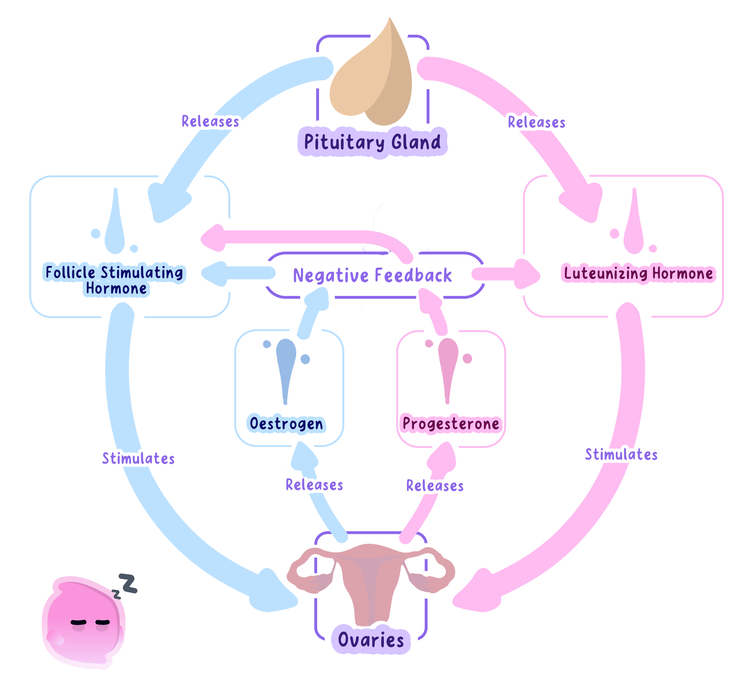 A diagram showing negative feedback as ovarian hormones inhibit the release of FSH and LH from the pituitary gland.