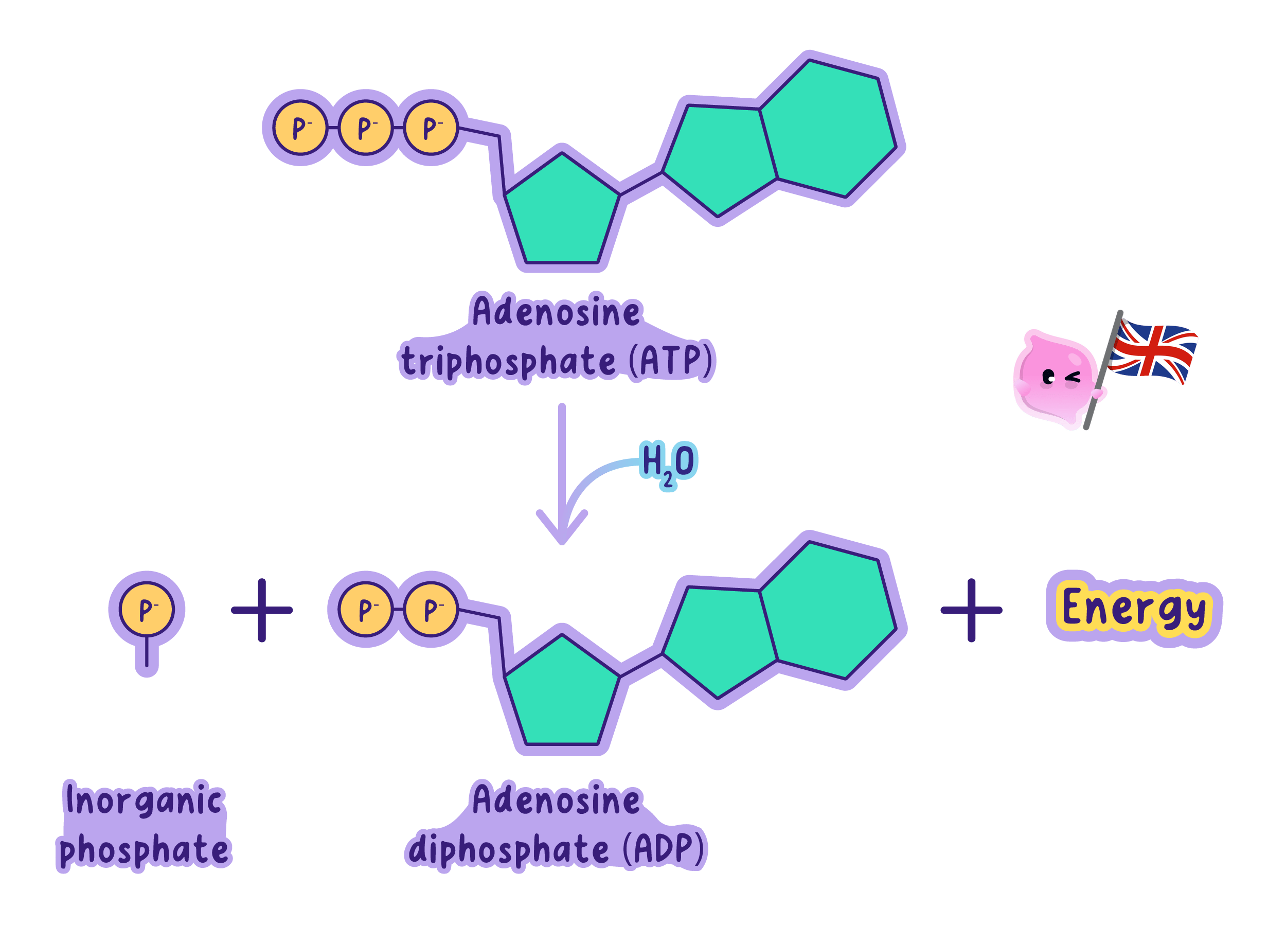 Breaking the bond to the third phosphate group turns ATP back into ADP and phosphate, releasing energy at the point in the cell where it is needed.