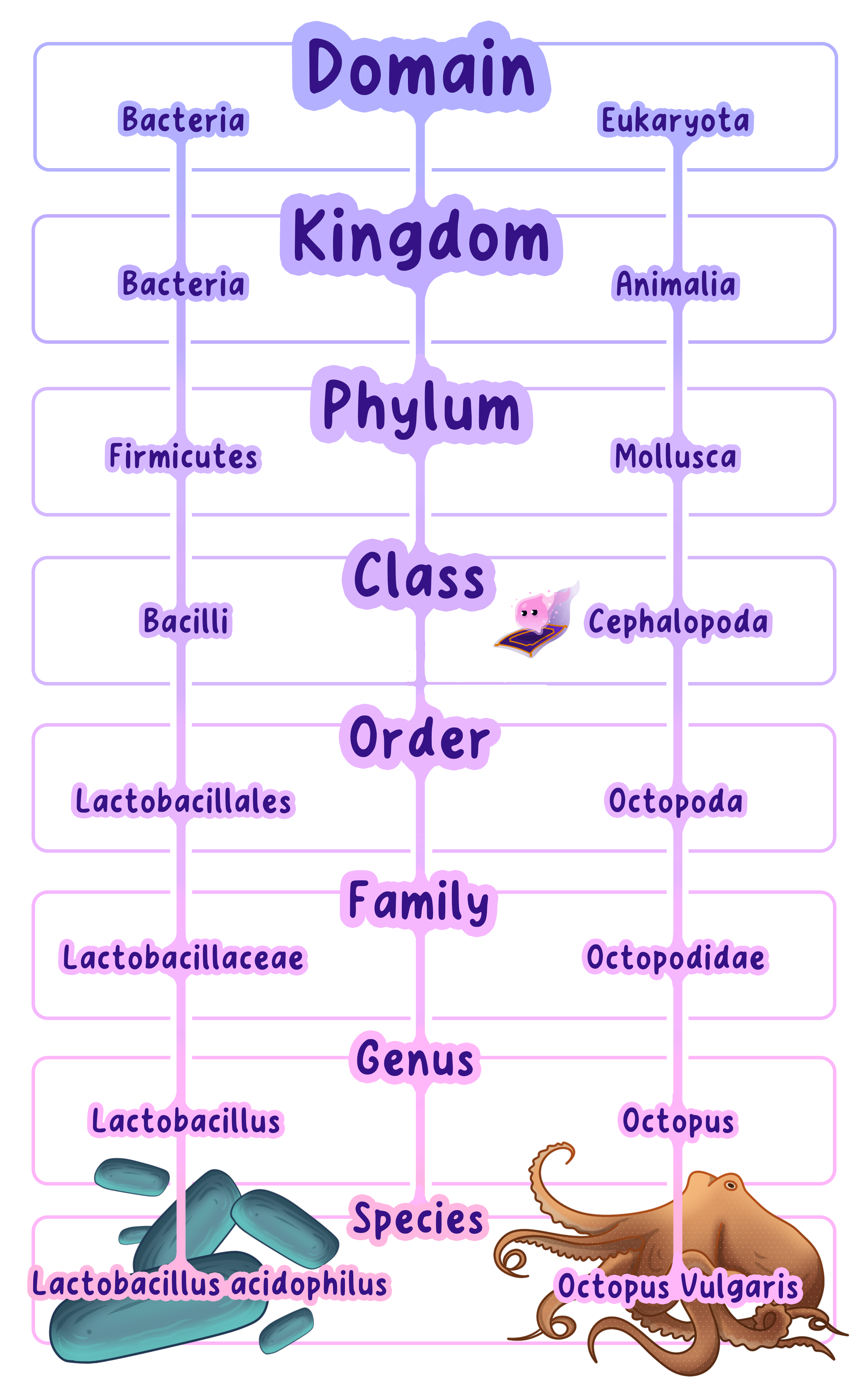 The classification hierarchy from kingdom down to species, narrowing at each level until only one species remains.