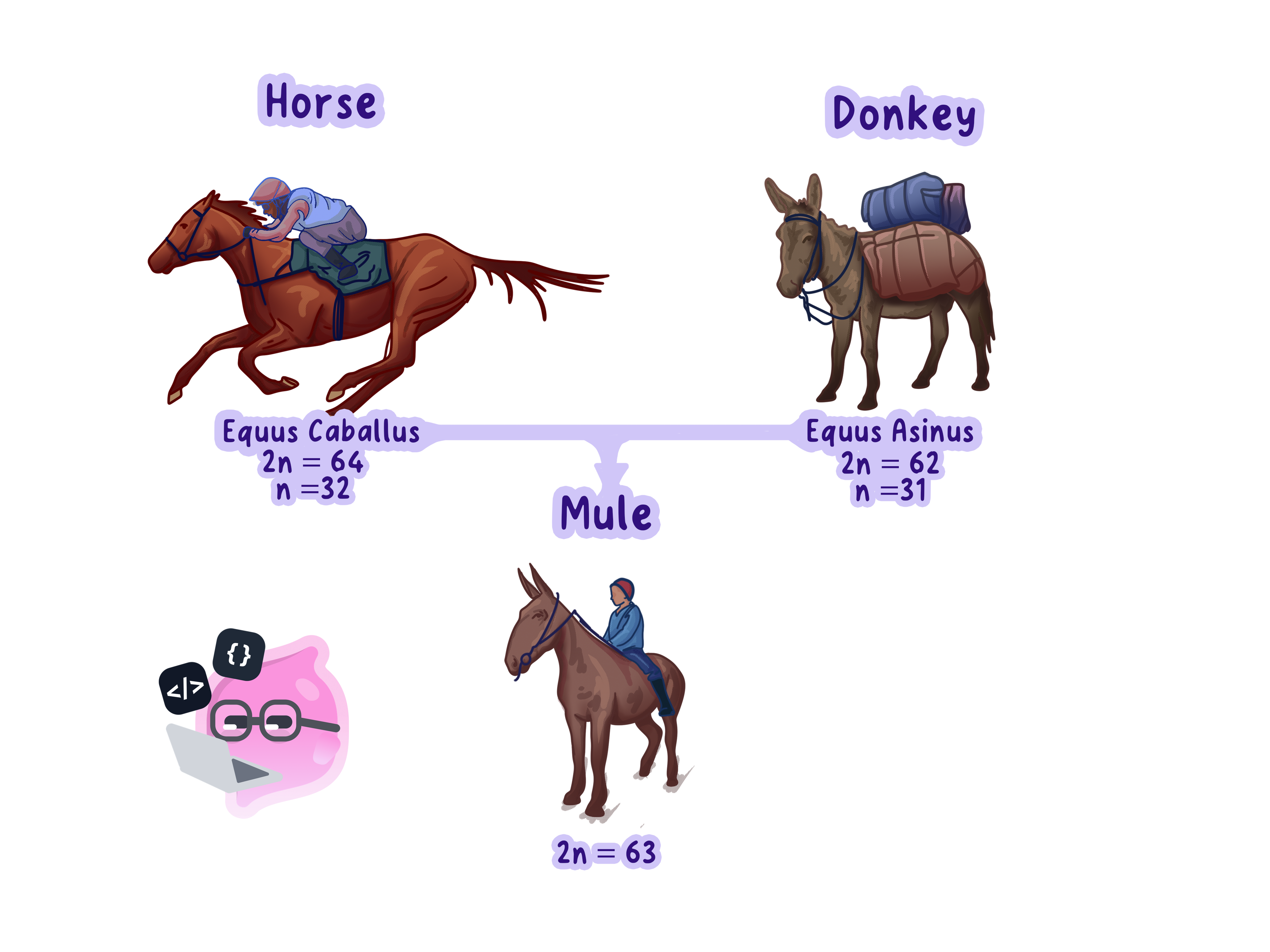 A horse and a donkey can breed, but their offspring, a mule, is infertile, so horses and donkeys are separate species.
