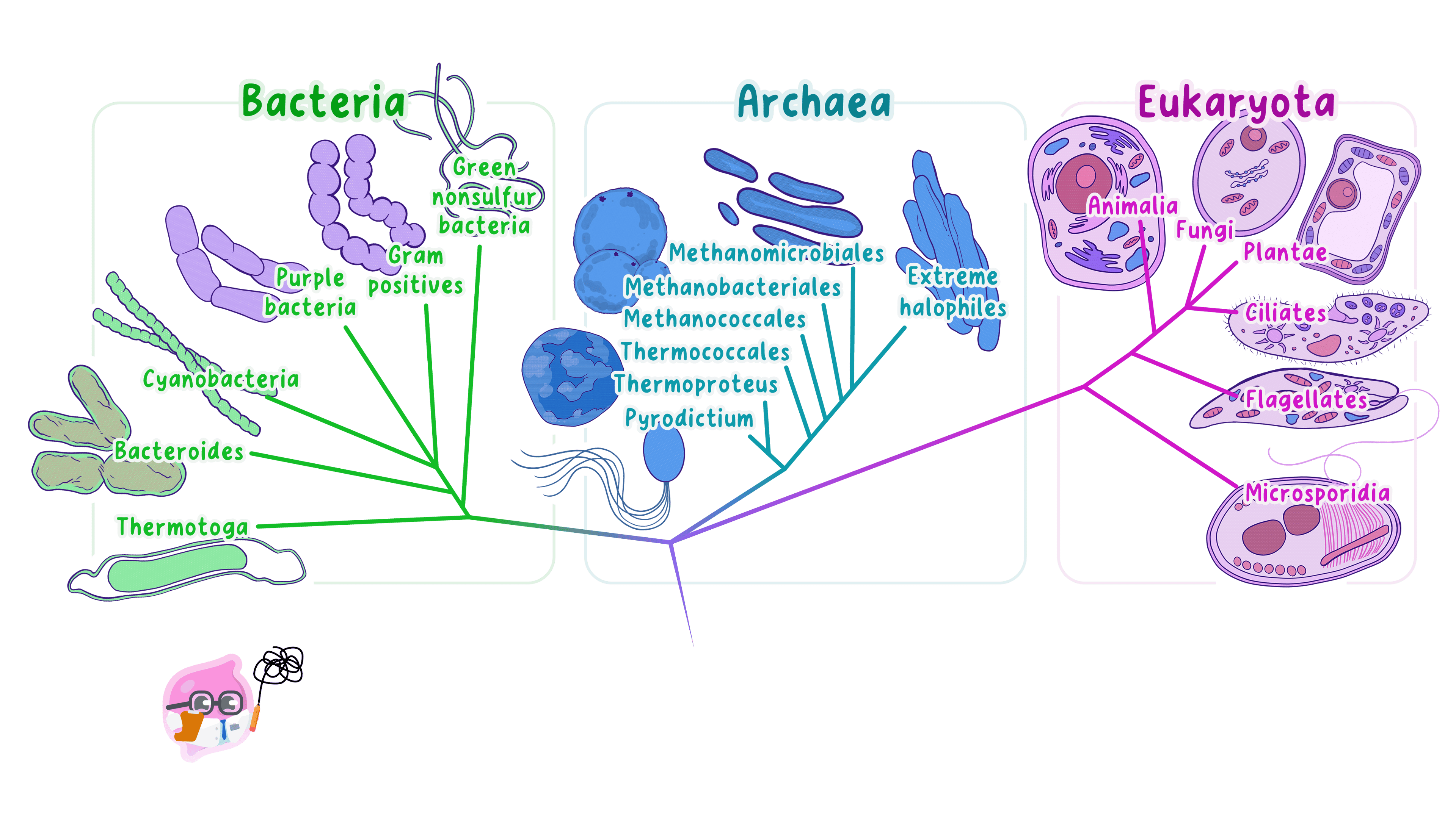 The three-domain system dividing life into Bacteria, Archaea and Eukaryota, based on molecular evidence.