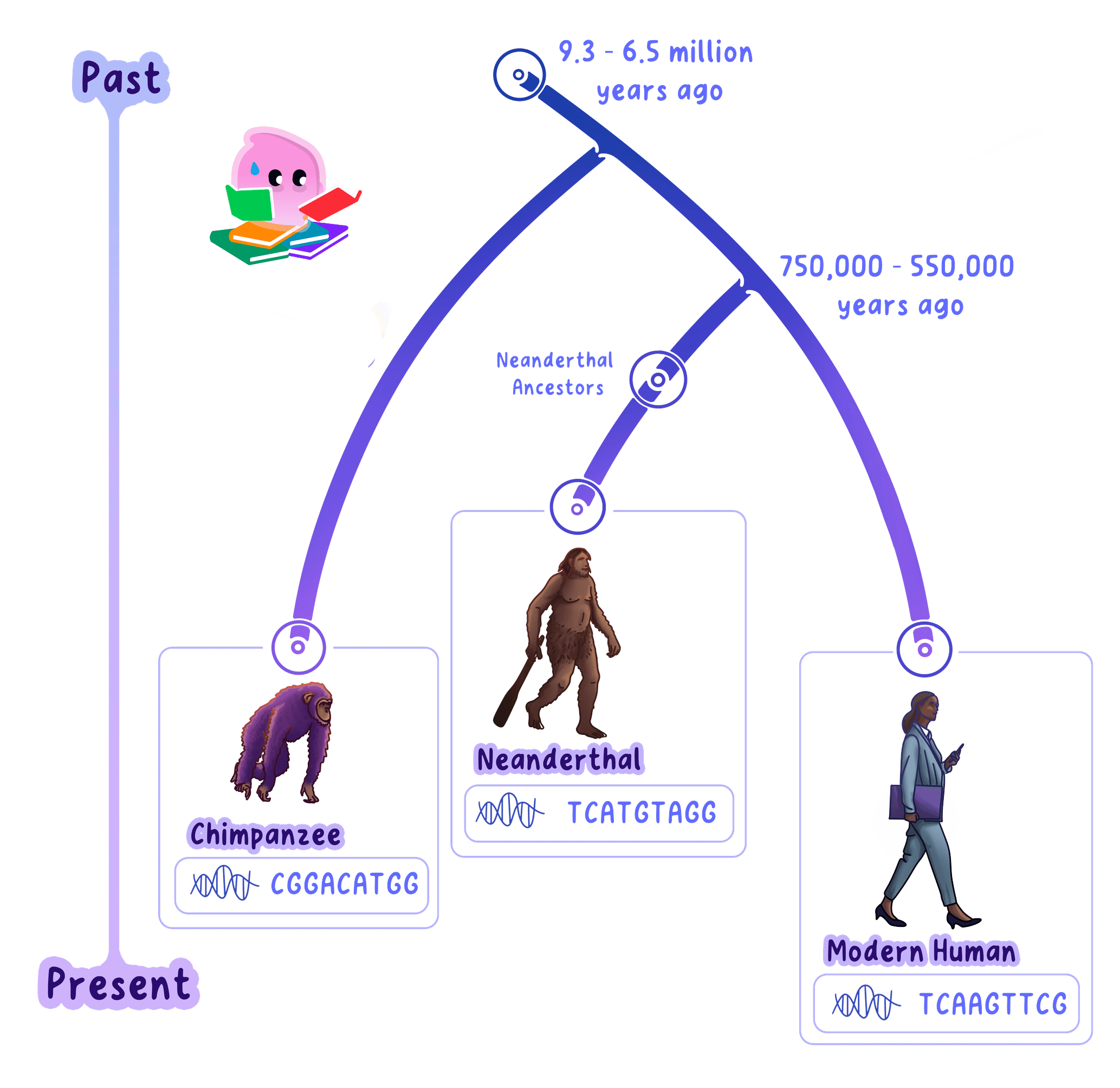 An evolutionary tree of chimpanzees, Neanderthals and modern humans, with more recent branches showing more closely related groups.