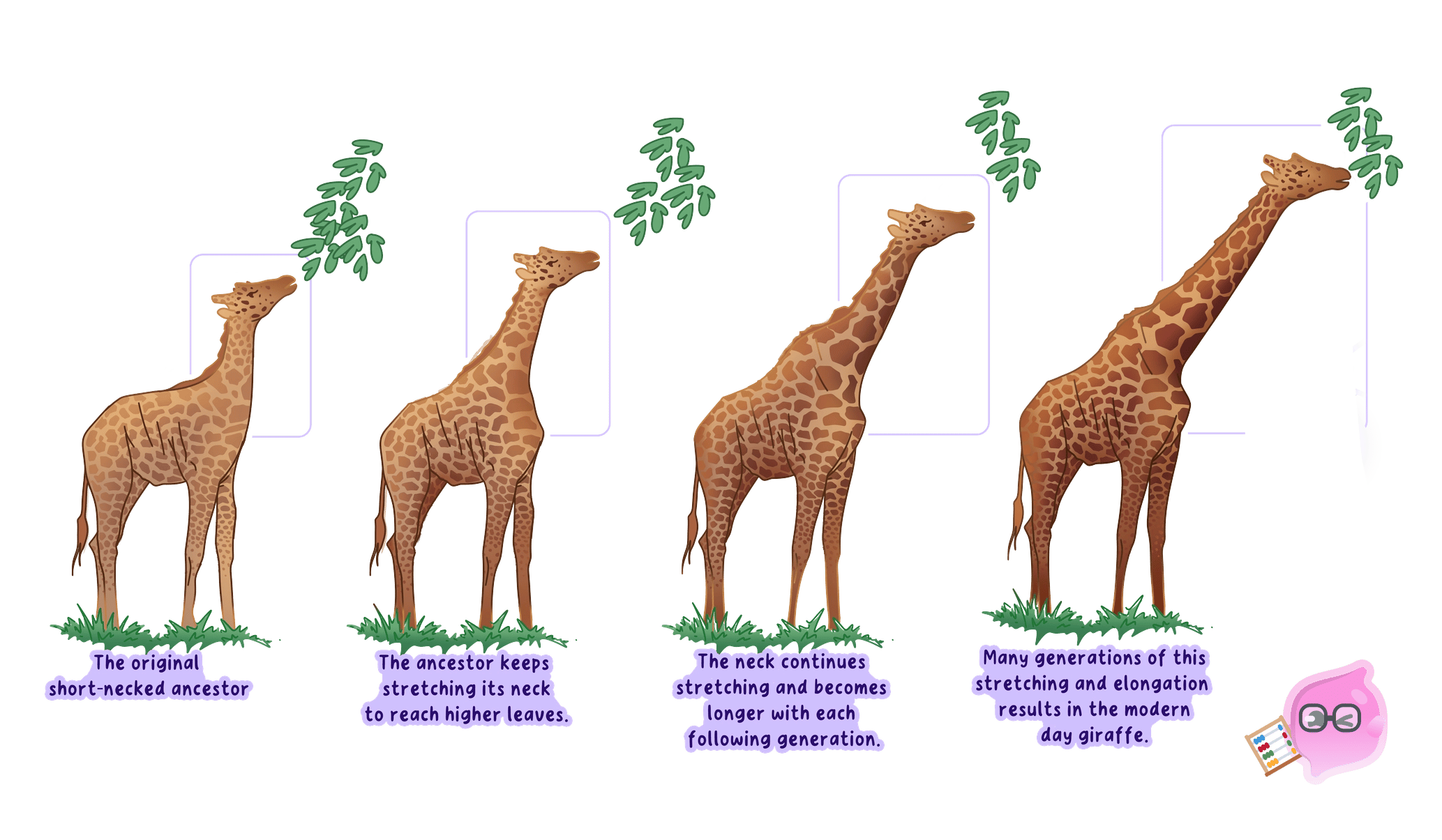 Lamarck's rejected idea: a giraffe stretches its neck during life and passes the longer neck on, giving progressively longer necks each generation.