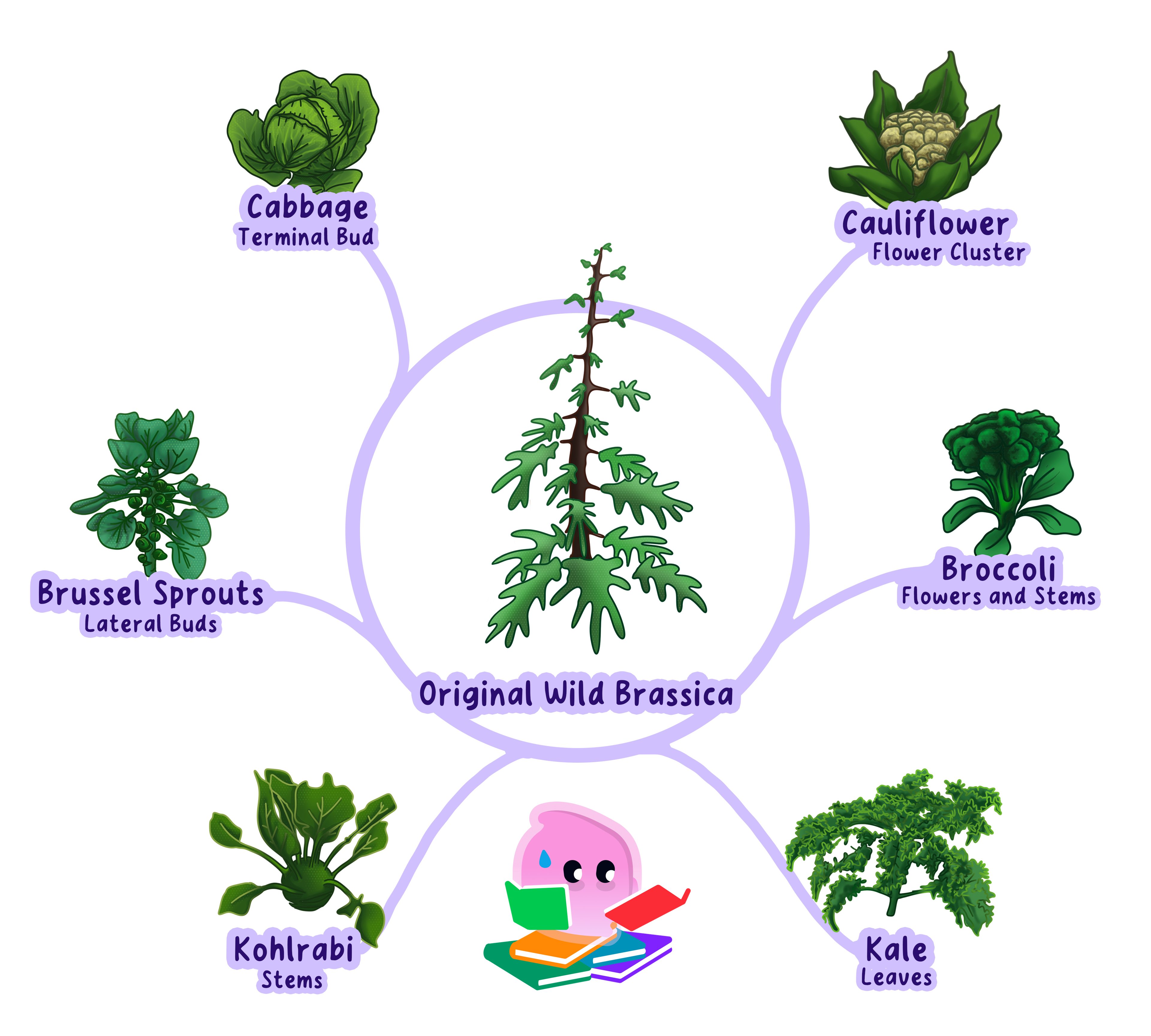 Cabbage, broccoli and kale all selectively bred from one wild brassica by choosing different features over many generations.