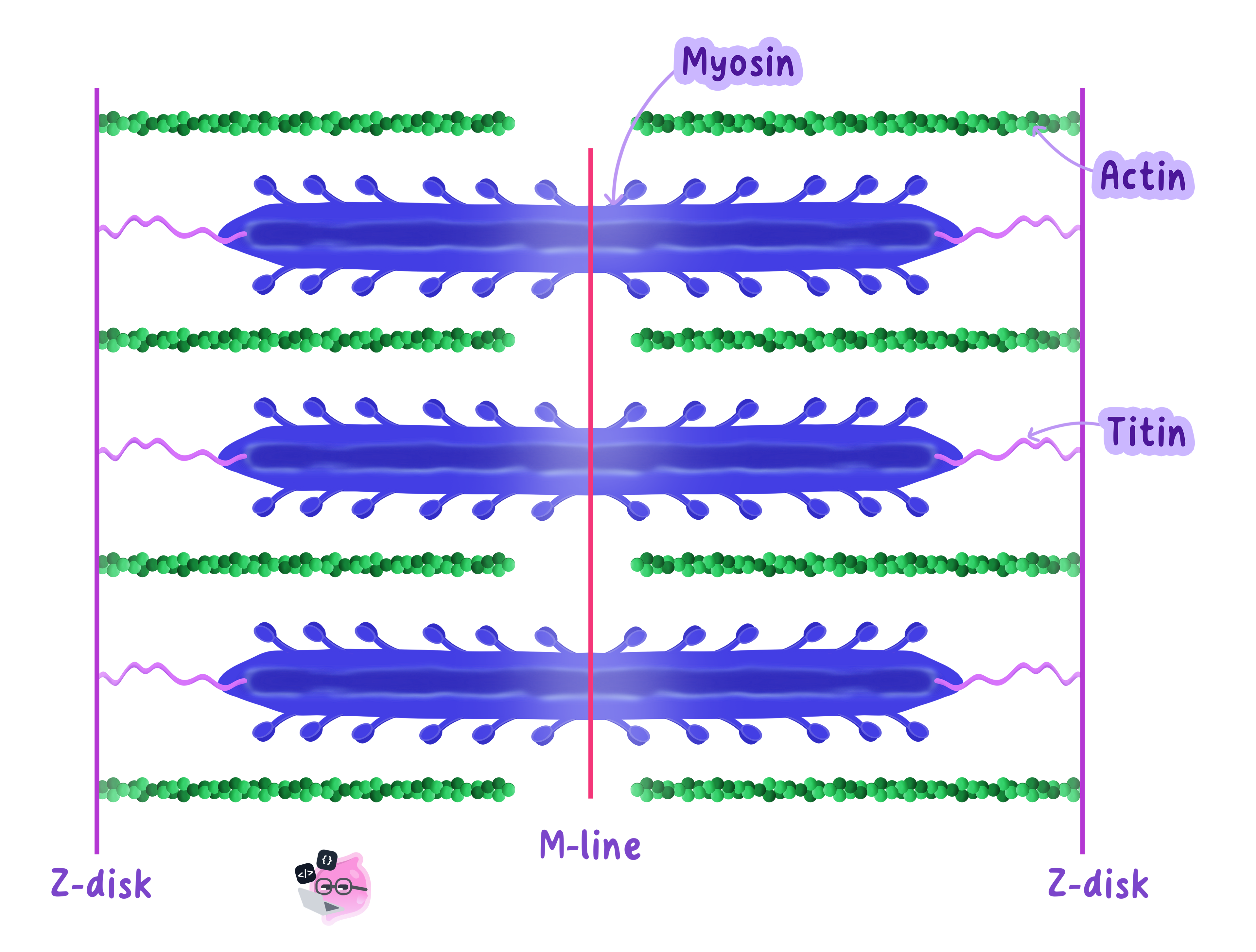 Diagram of a sarcomere showing the arrangement of actin (thin filaments) and myosin (thick filaments) which slide over each other during muscle contraction. The protein titin is also shown connecting the myosin to the Z-disks.