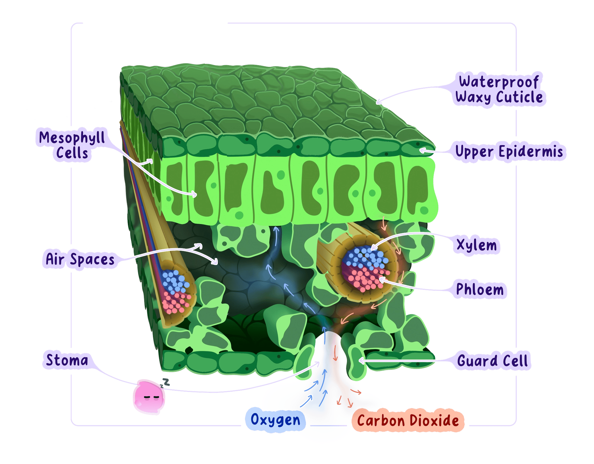 A 3D cross-section of a leaf illustrating its adaptations for gas exchange, such as internal air spaces and stomata that provide a large surface area and short diffusion path for oxygen and carbon dioxide.