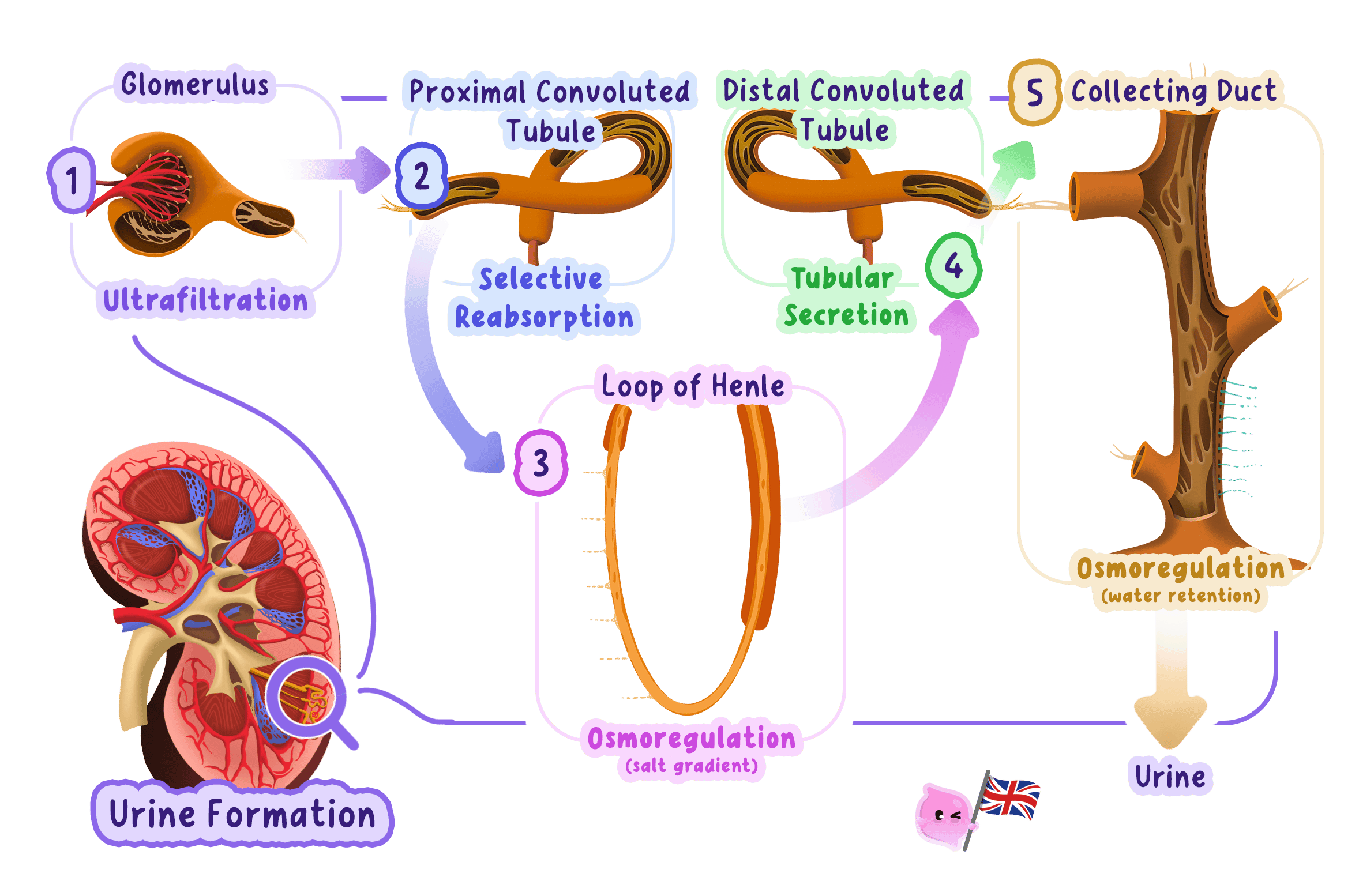 An overview of urine formation in a nephron, showing filtration first and the return of useful substances and water to the blood afterwards.