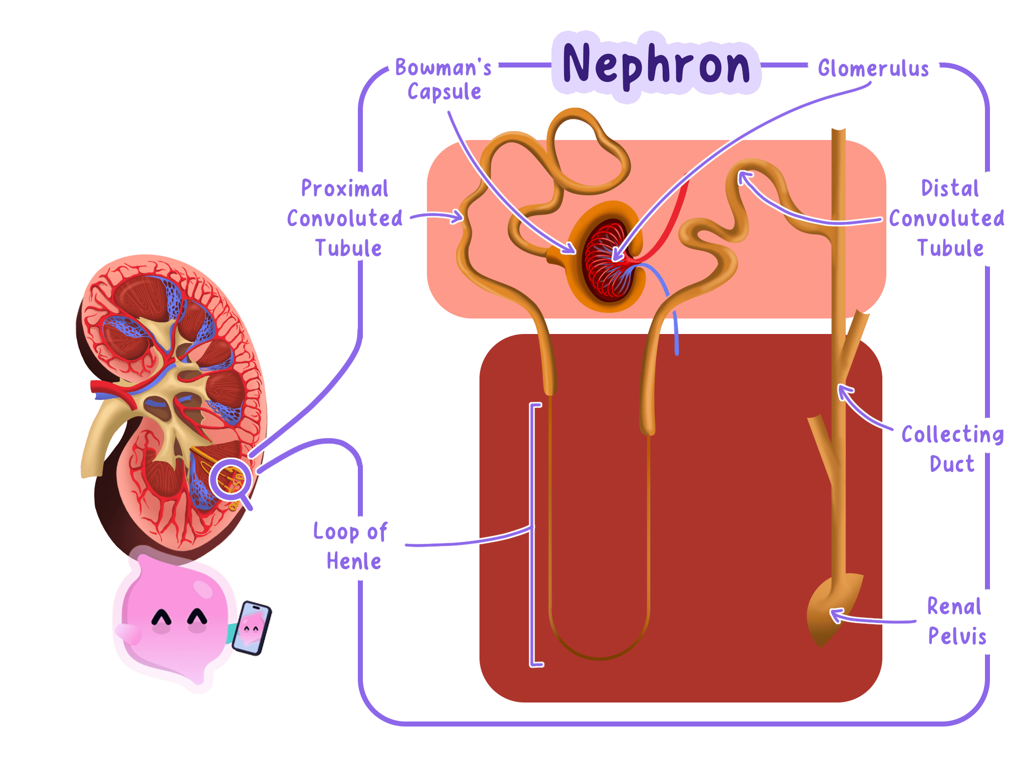 A nephron showing the glomerulus, Bowman's capsule, convoluted tubules, loop and collecting duct within the kidney.