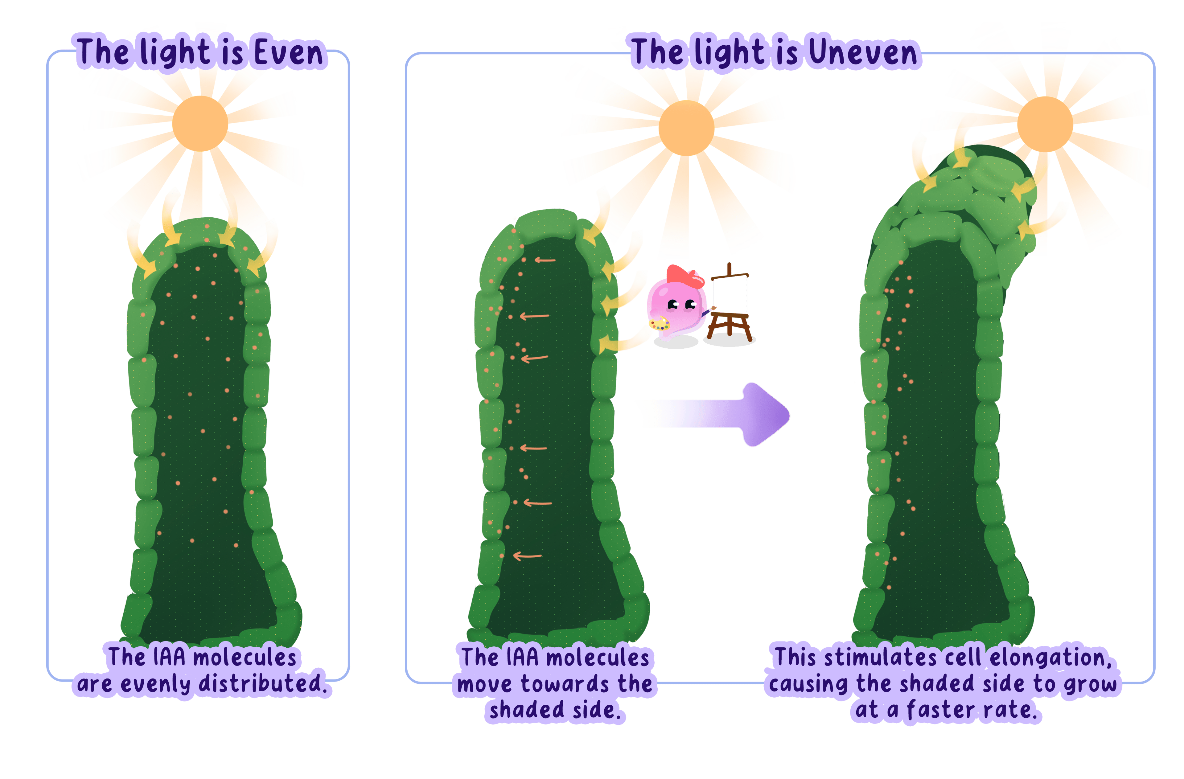 Auxin distribution in a shoot exposed to even and one-sided light, showing faster cell elongation on the shaded side and bending towards the light.