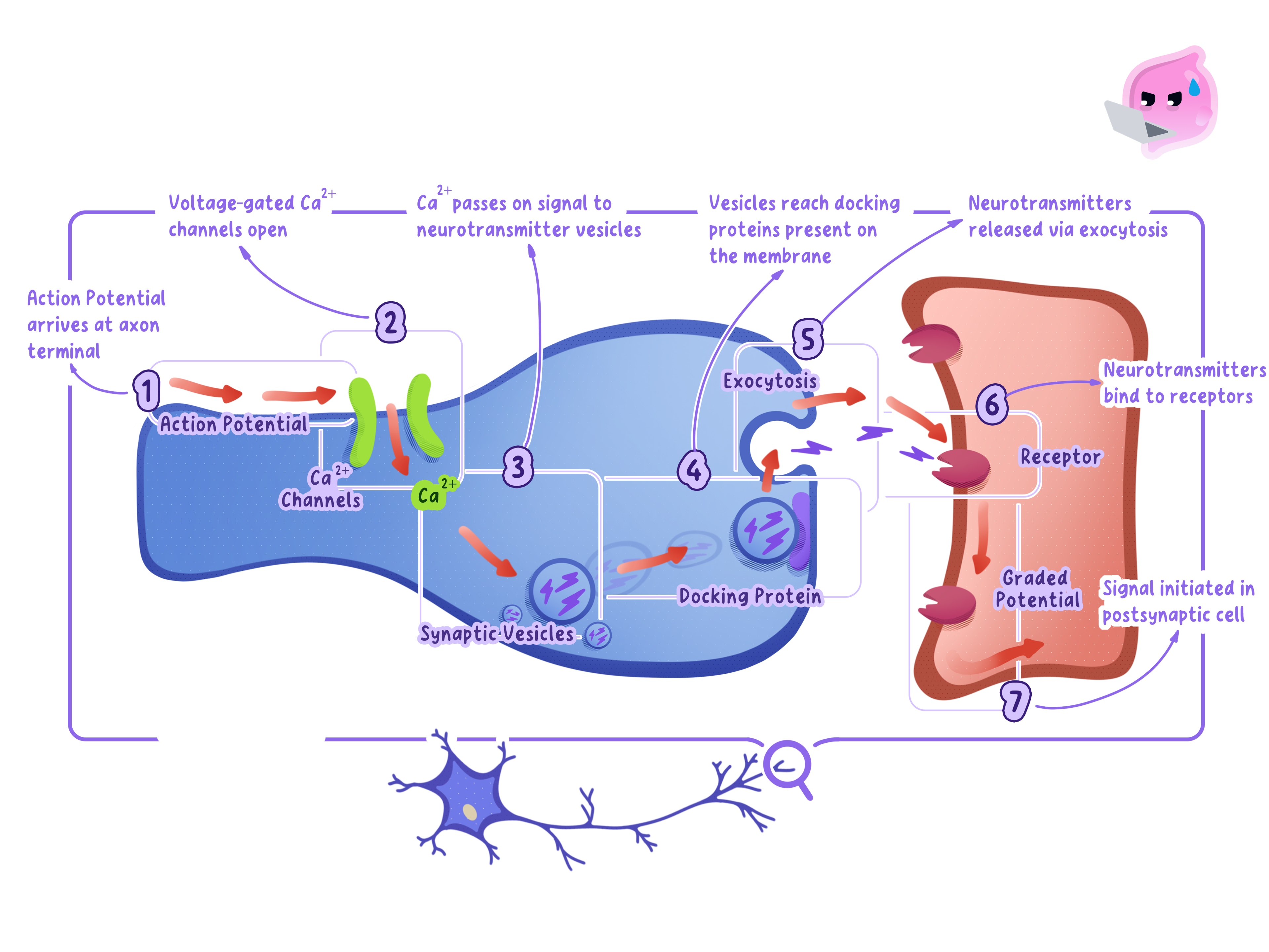 Transmission across a synapse: the impulse arrives at the end of the first neurone, vesicles release neurotransmitter into the gap, it diffuses across and binds to receptors on the next neurone, and a new impulse begins.
