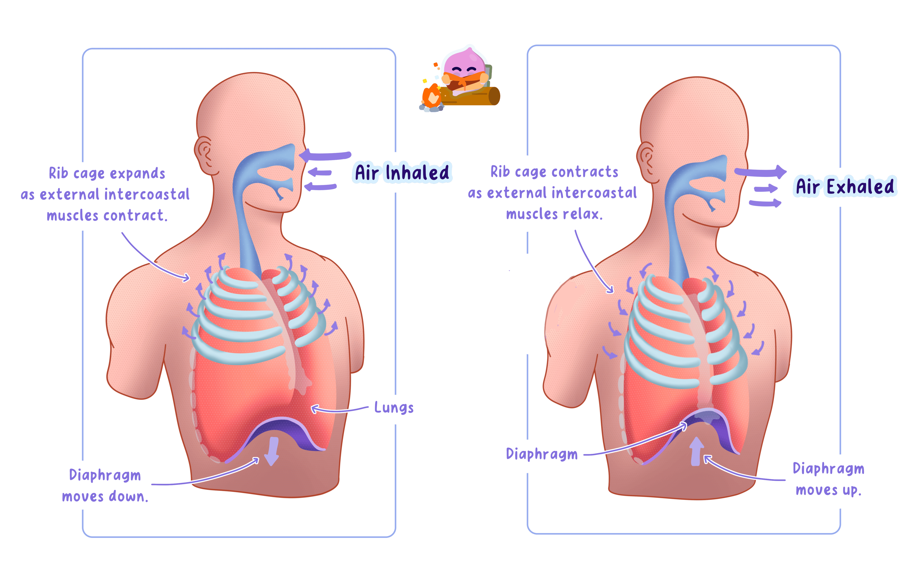 Diagram showing the mechanism of breathing. Inhalation: rib cage expands (external intercostal muscles contract), diaphragm moves down, air enters. Exhalation: rib cage contracts (external intercostal muscles relax), diaphragm moves up, air exits.