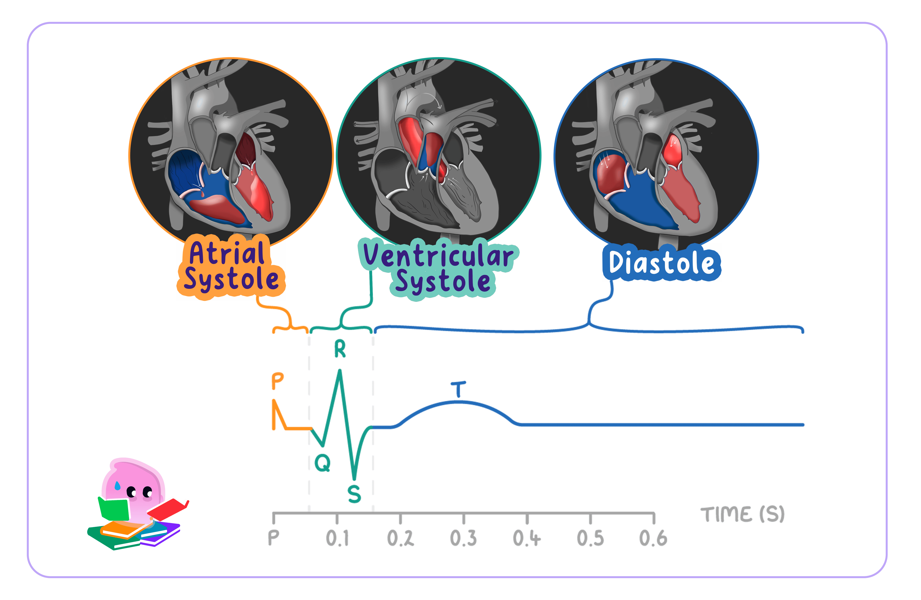 Diagram of the three stages of the cardiac cycle—atrial systole, ventricular systole, and diastole—showing heart cross-sections and blood flow mapped to an ECG trace.