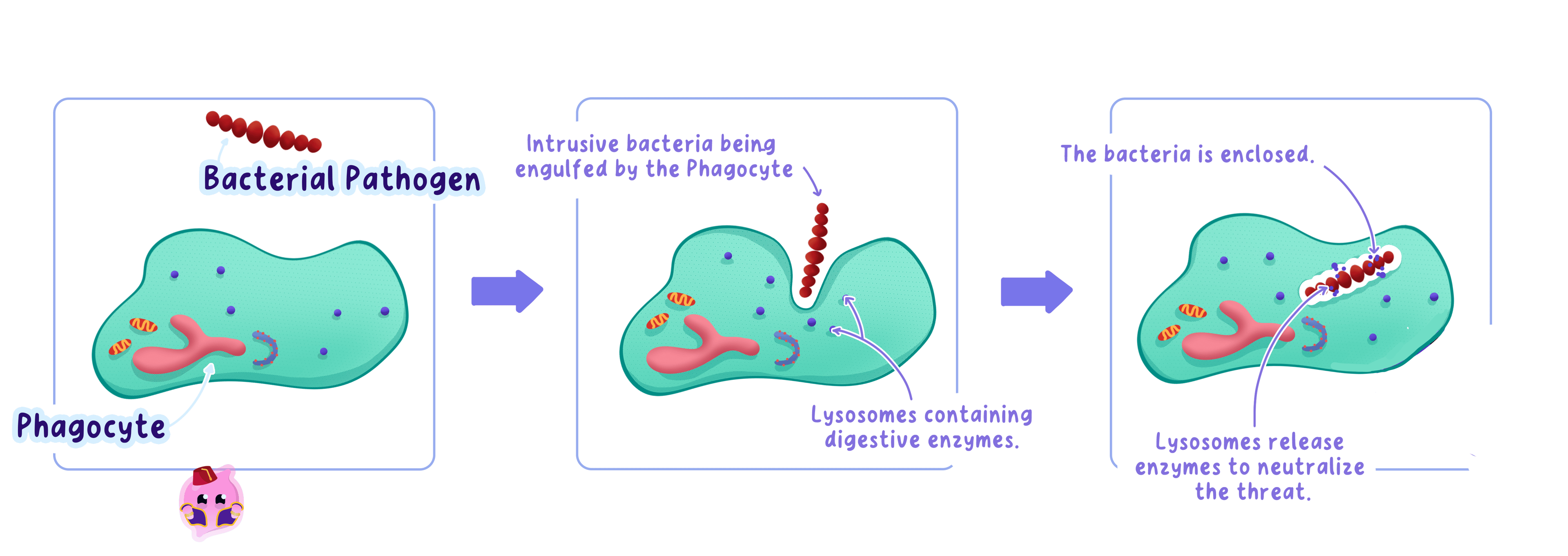A three-stage diagram showing phagocytosis: a phagocyte approaches a bacterial pathogen, engulfs it, and then encloses it in a vacuole where lysosomes release digestive enzymes to destroy the bacteria.