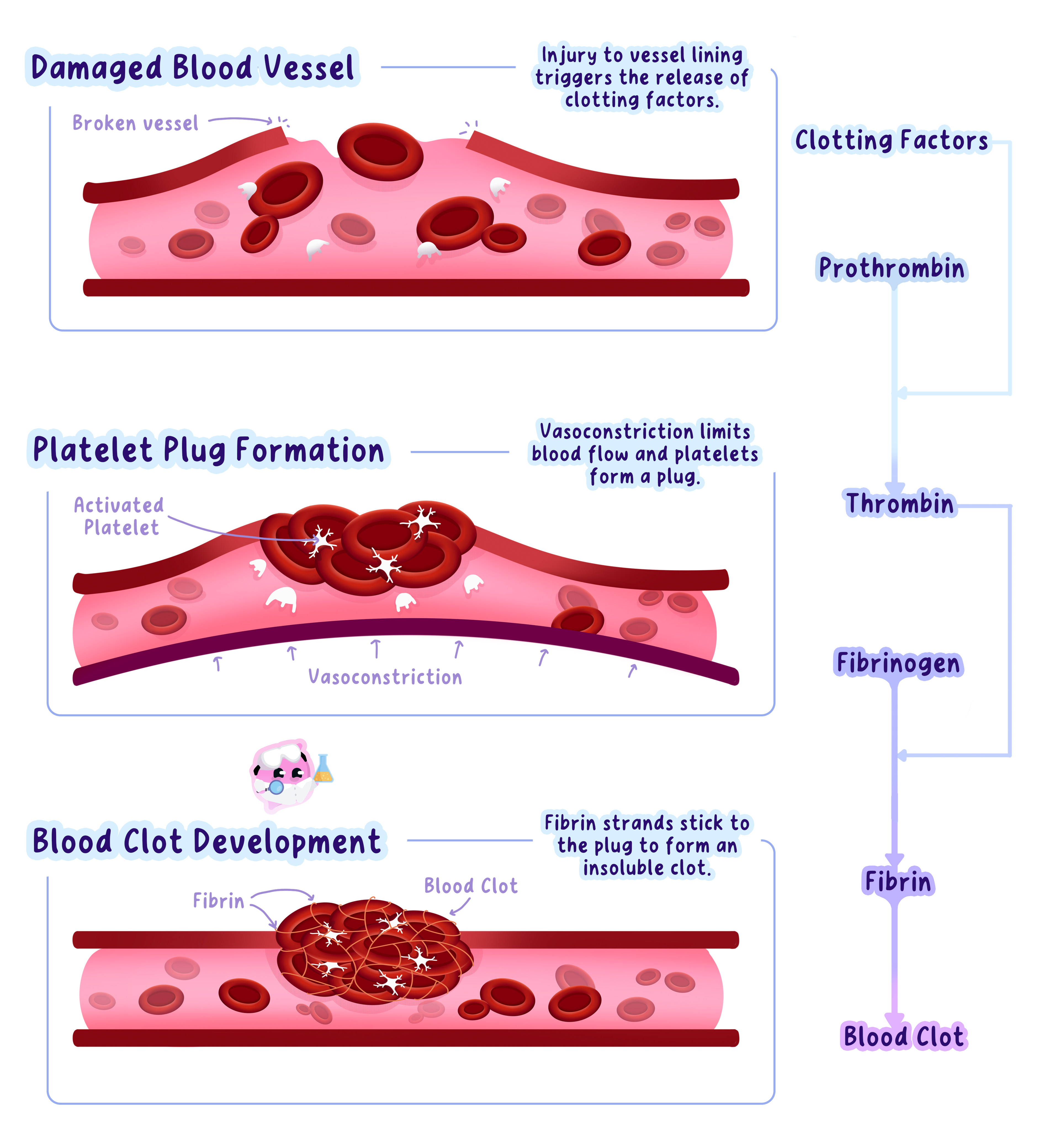 A diagram showing the three stages of blood clotting: a damaged blood vessel, the formation of a platelet plug with vasoconstriction, and the development of a blood clot where a mesh of fibrin strands traps red blood cells. A flowchart also shows the chemical pathway from clotting factors to fibrin.