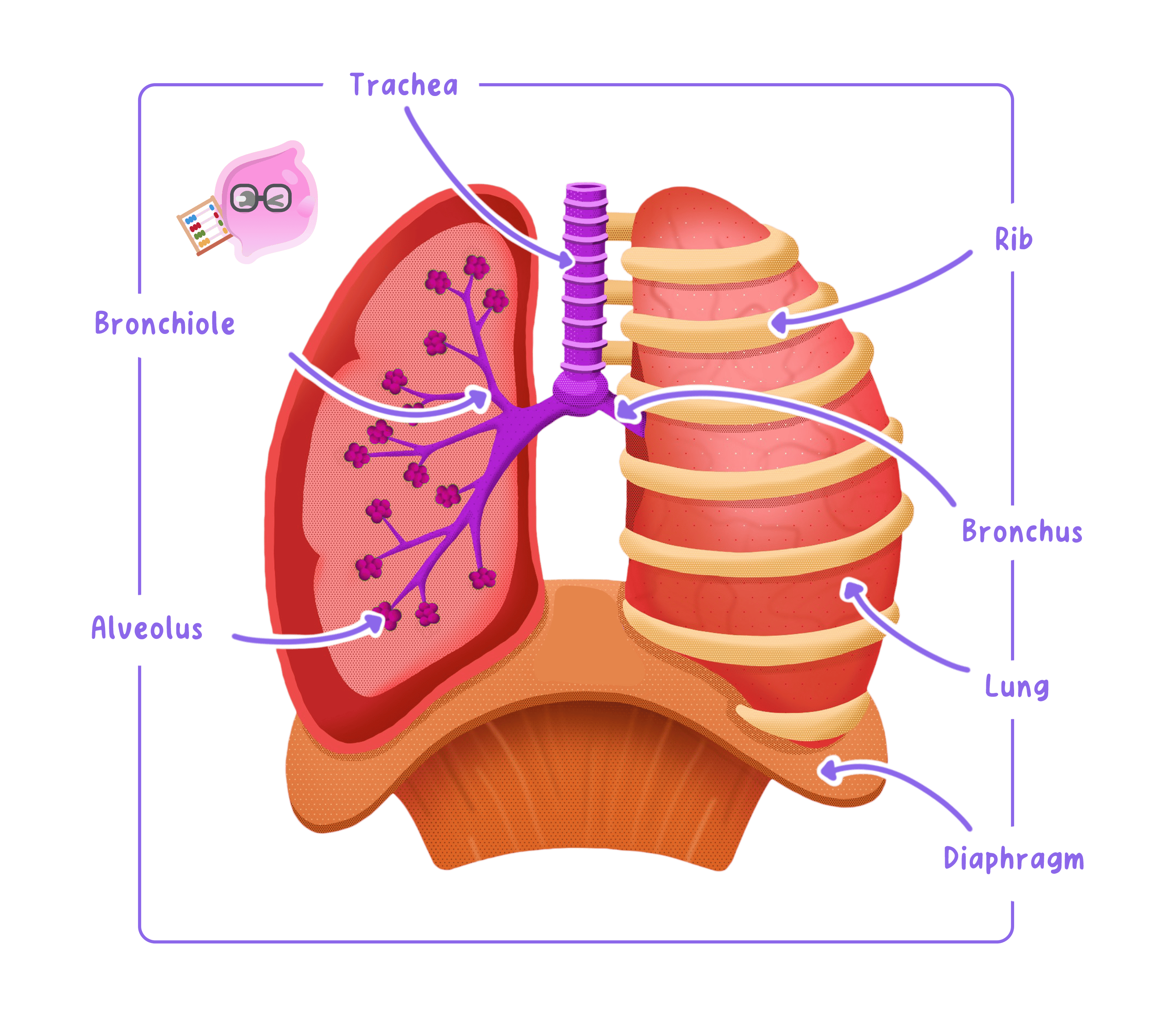 A diagram of the human respiratory system showing the trachea branching into two bronchi, which further divide into bronchioles and end in alveoli within the lungs. The lungs are shown protected by the ribs and sitting above the diaphragm.