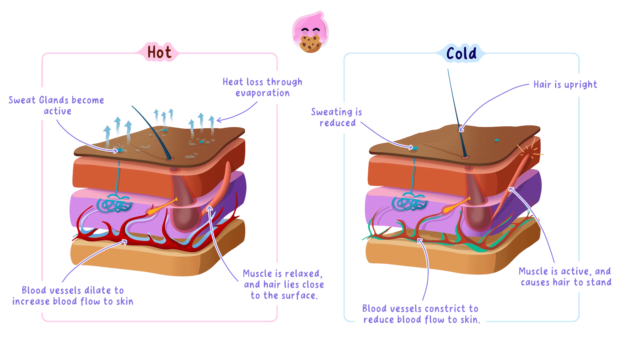 The skin in hot and cold conditions, showing sweat glands, surface blood flow and hair position.